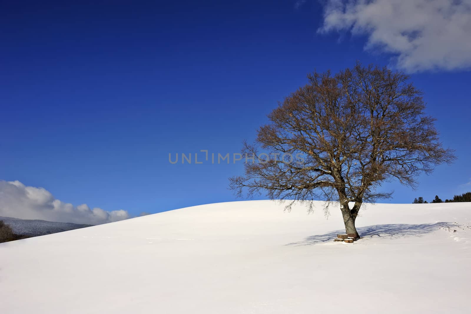 A leafless tree standing in a snowy field