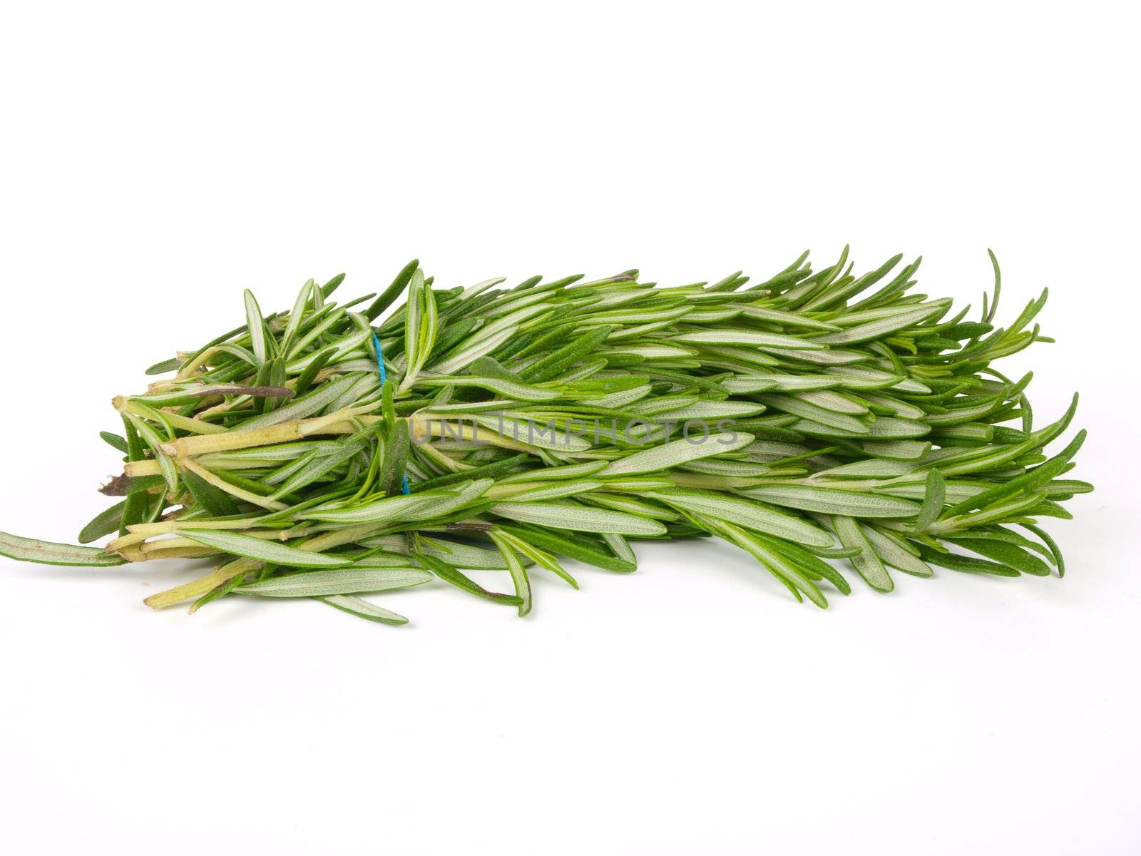 Rosemary herb