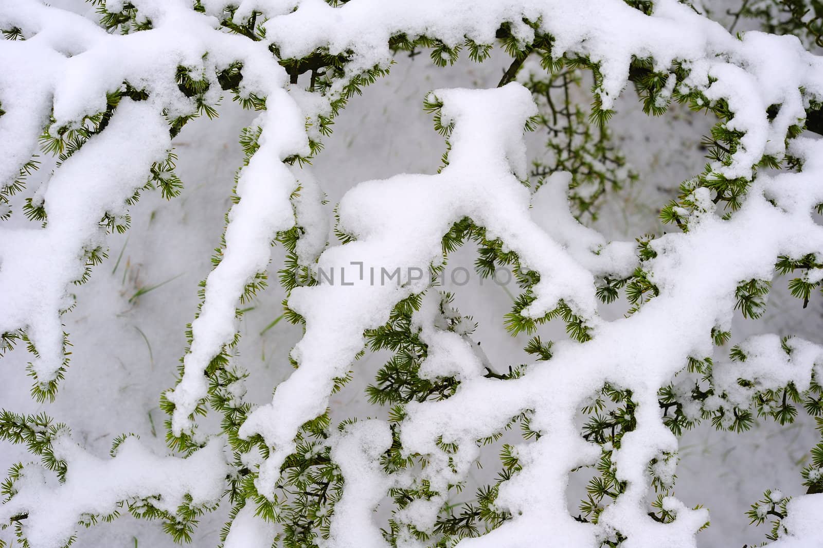 Close up of the snow-covered branches of a pine tree. Natural abstract, suitable as a background