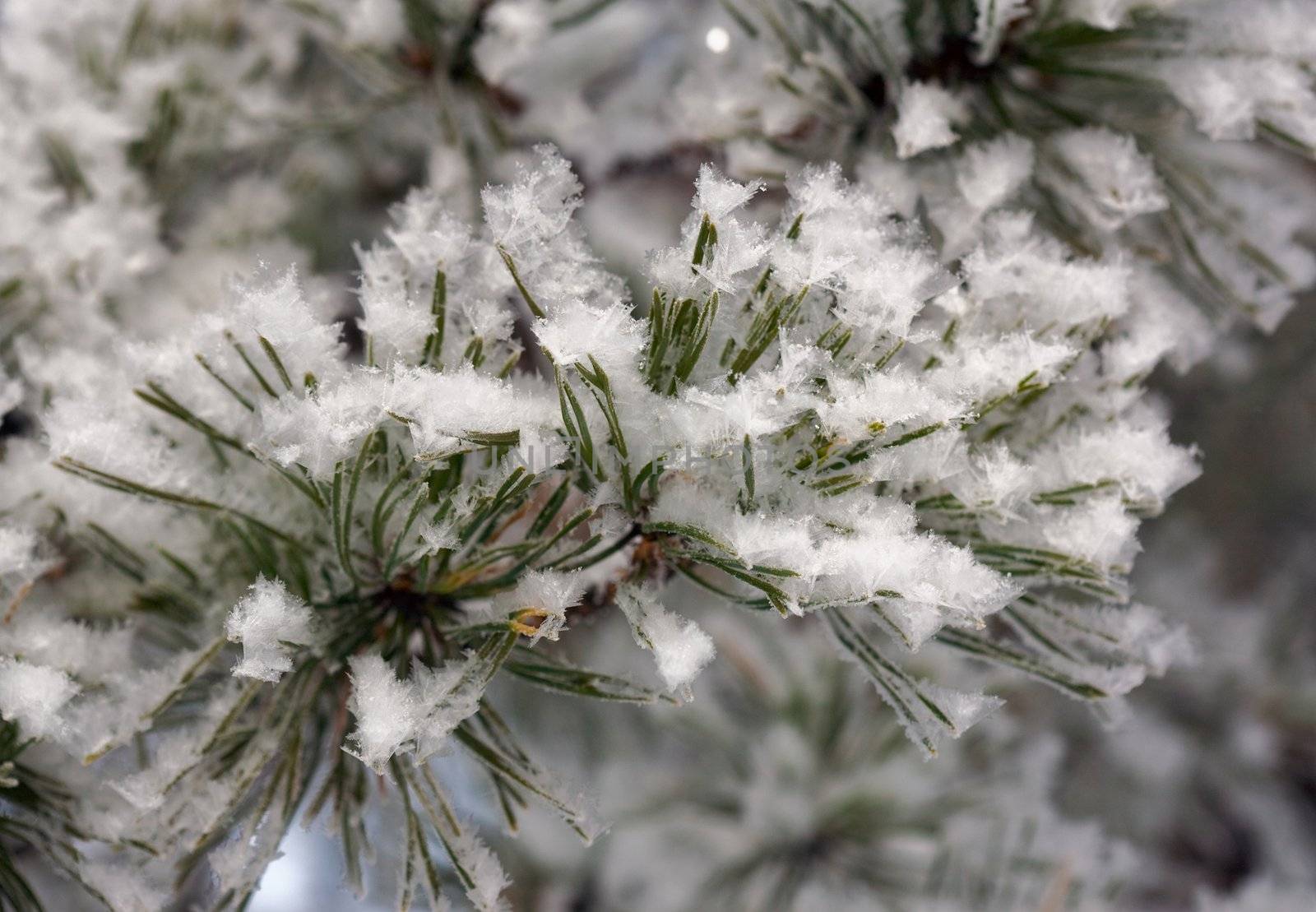 Hoarfrost at the pine branch. Belokurikha resort, february 2008