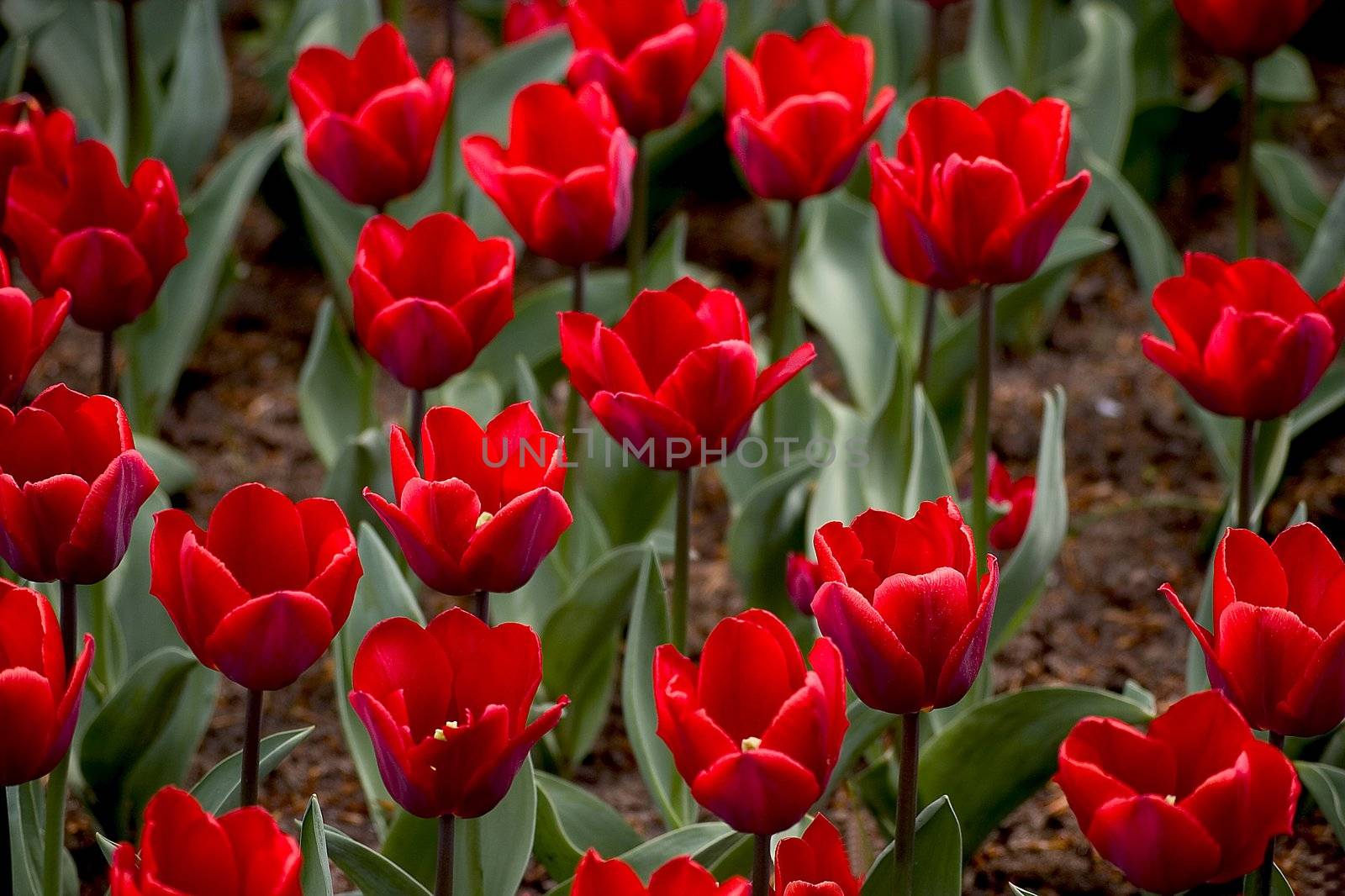 Tulip by miradrozdowski