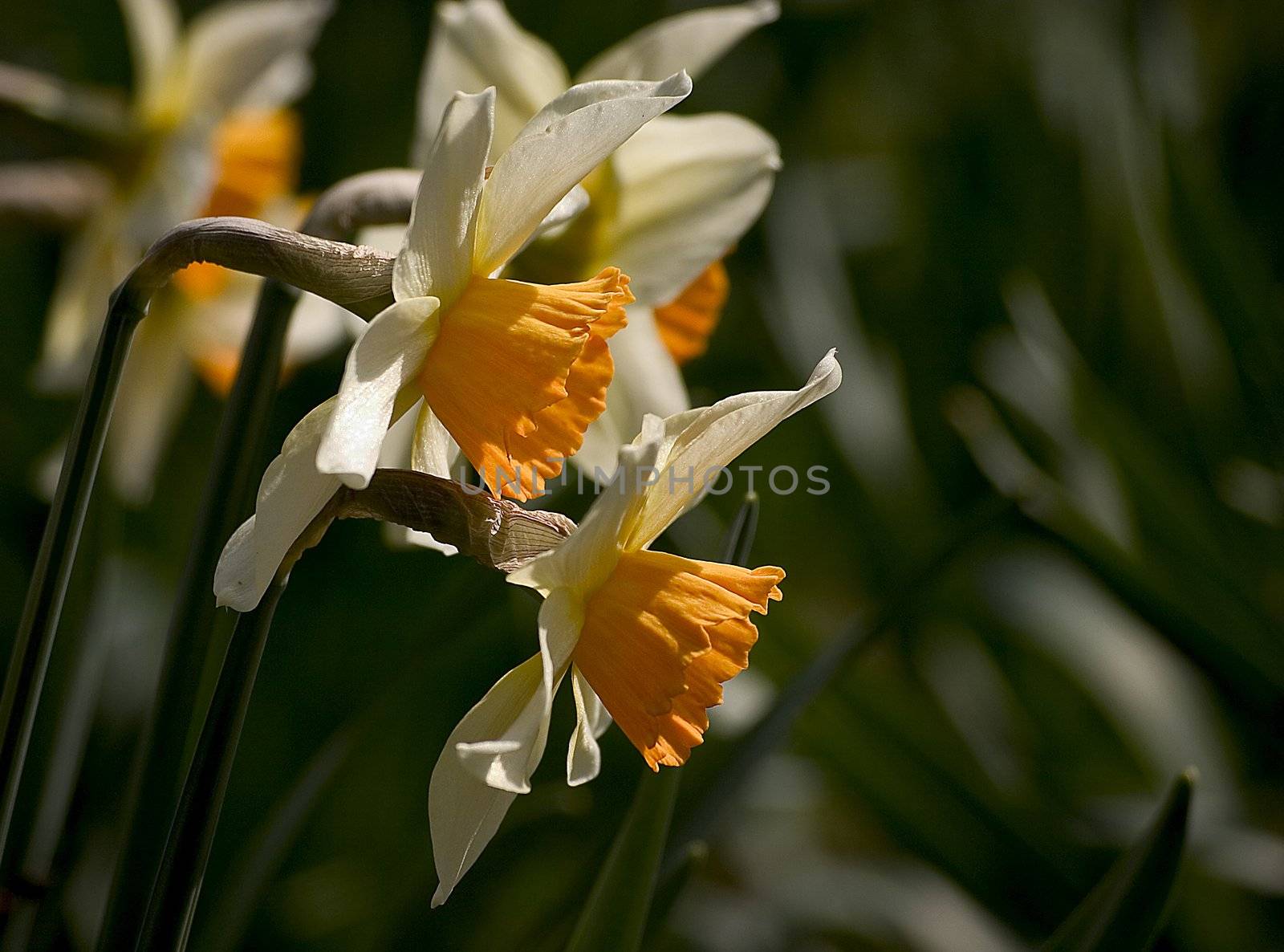 Narcissus  by miradrozdowski