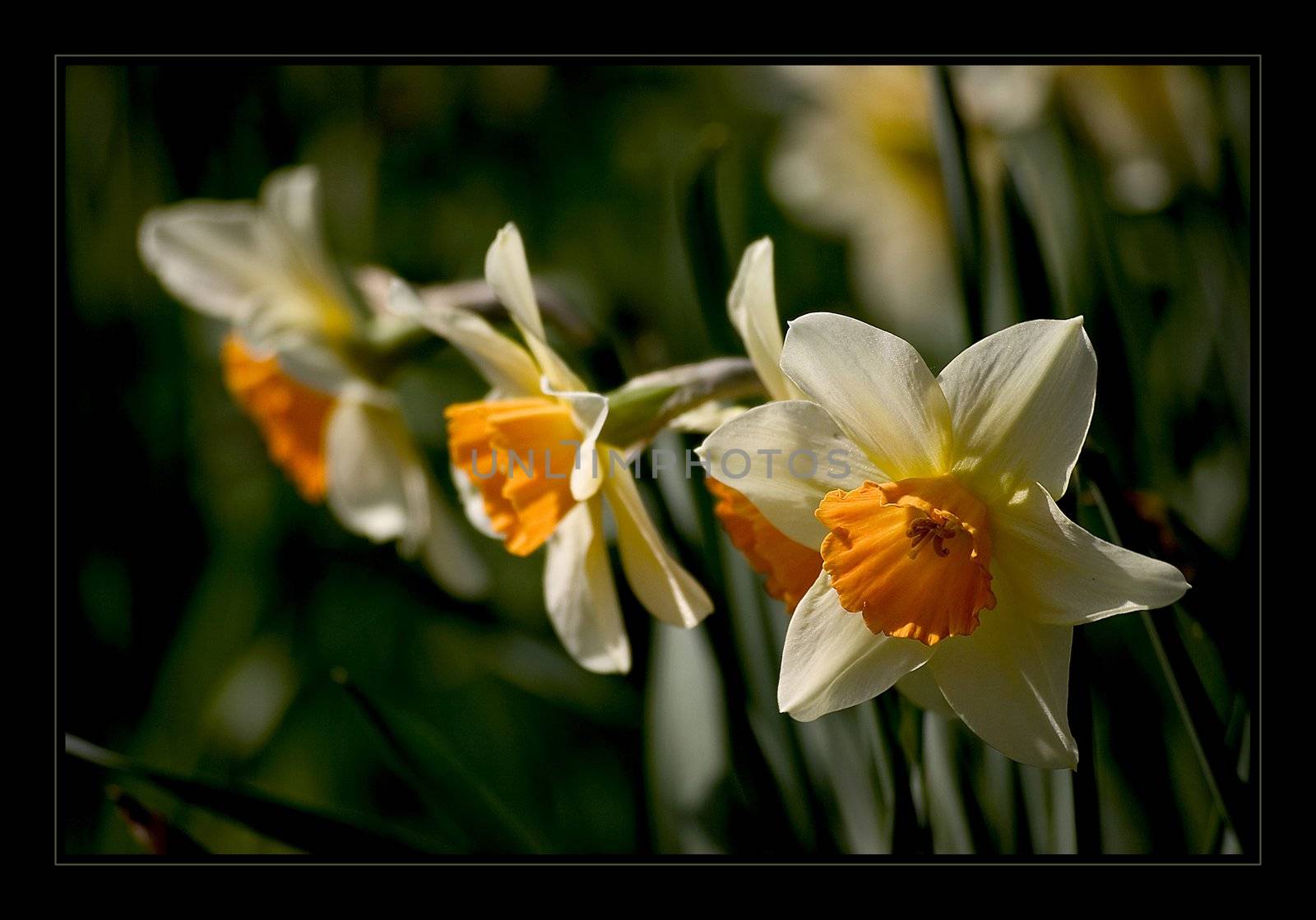 Narcissus by miradrozdowski
