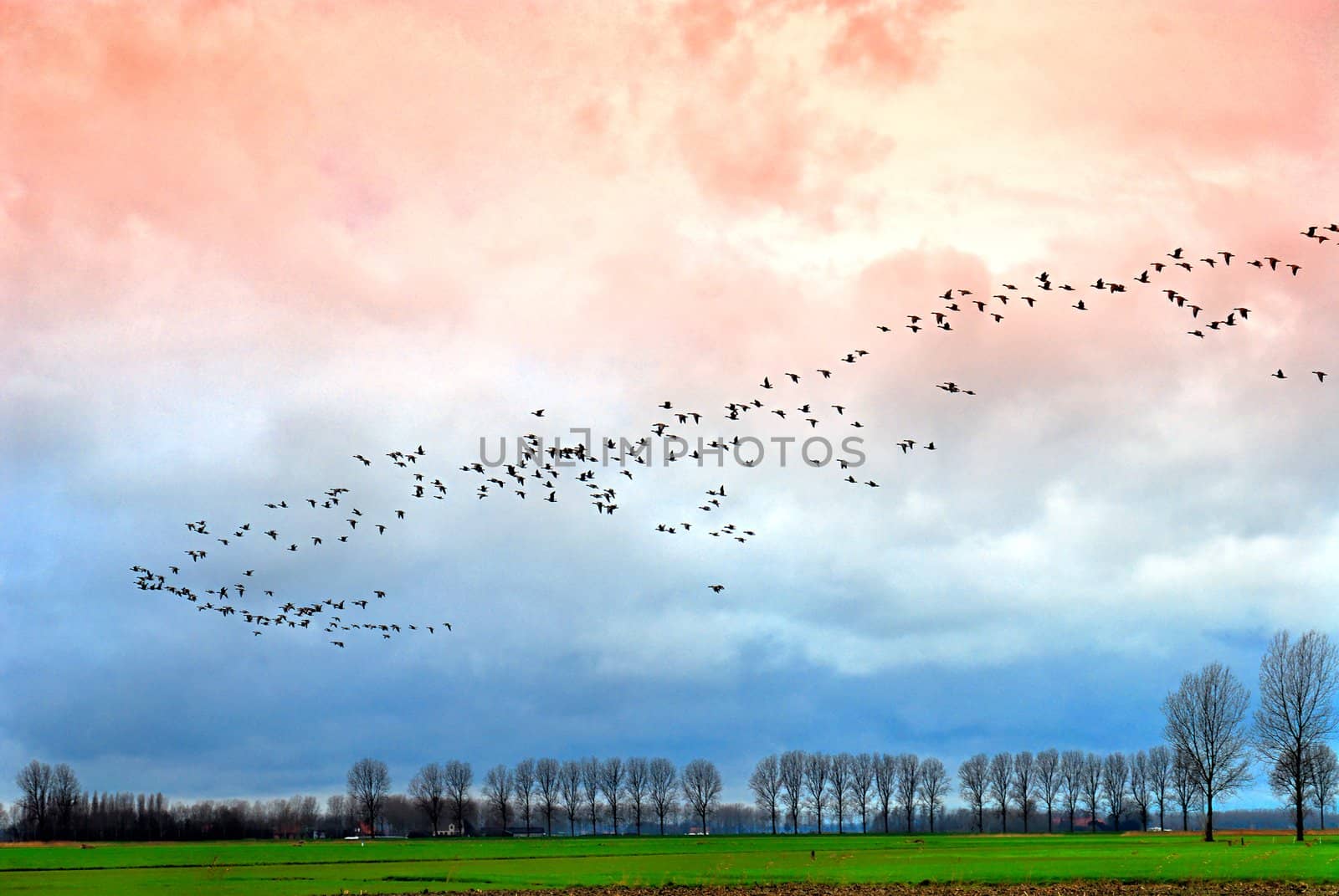 Large group of goose above Dutch landscape by winter evening