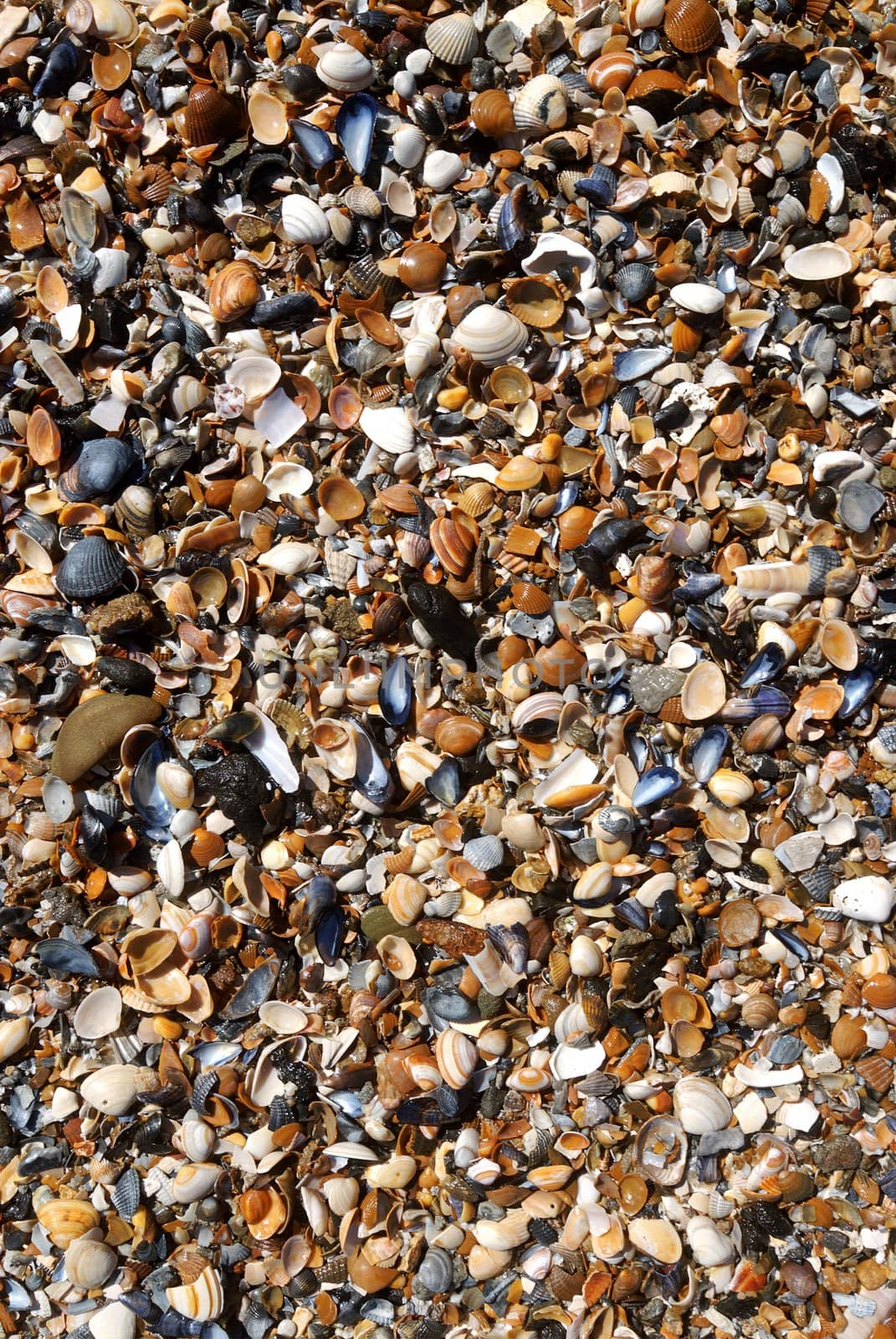 Sand and shells on the beach by weknow