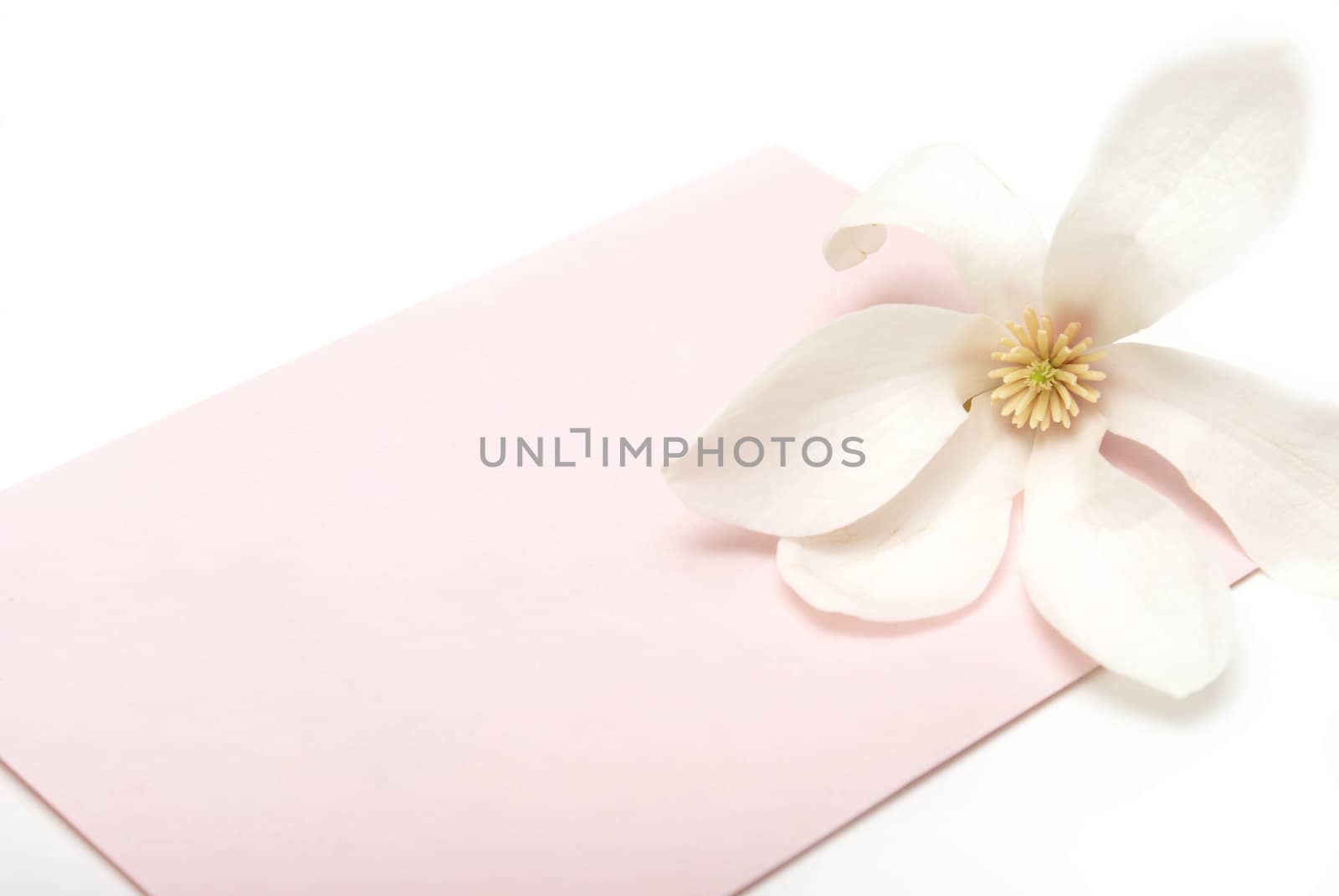 A pretty pink card for a girl with room for your text.