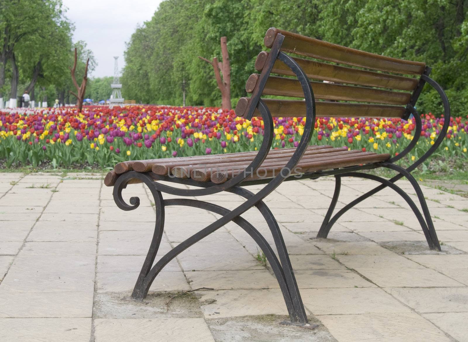 Brown bench near flower bed with tulips by serpl