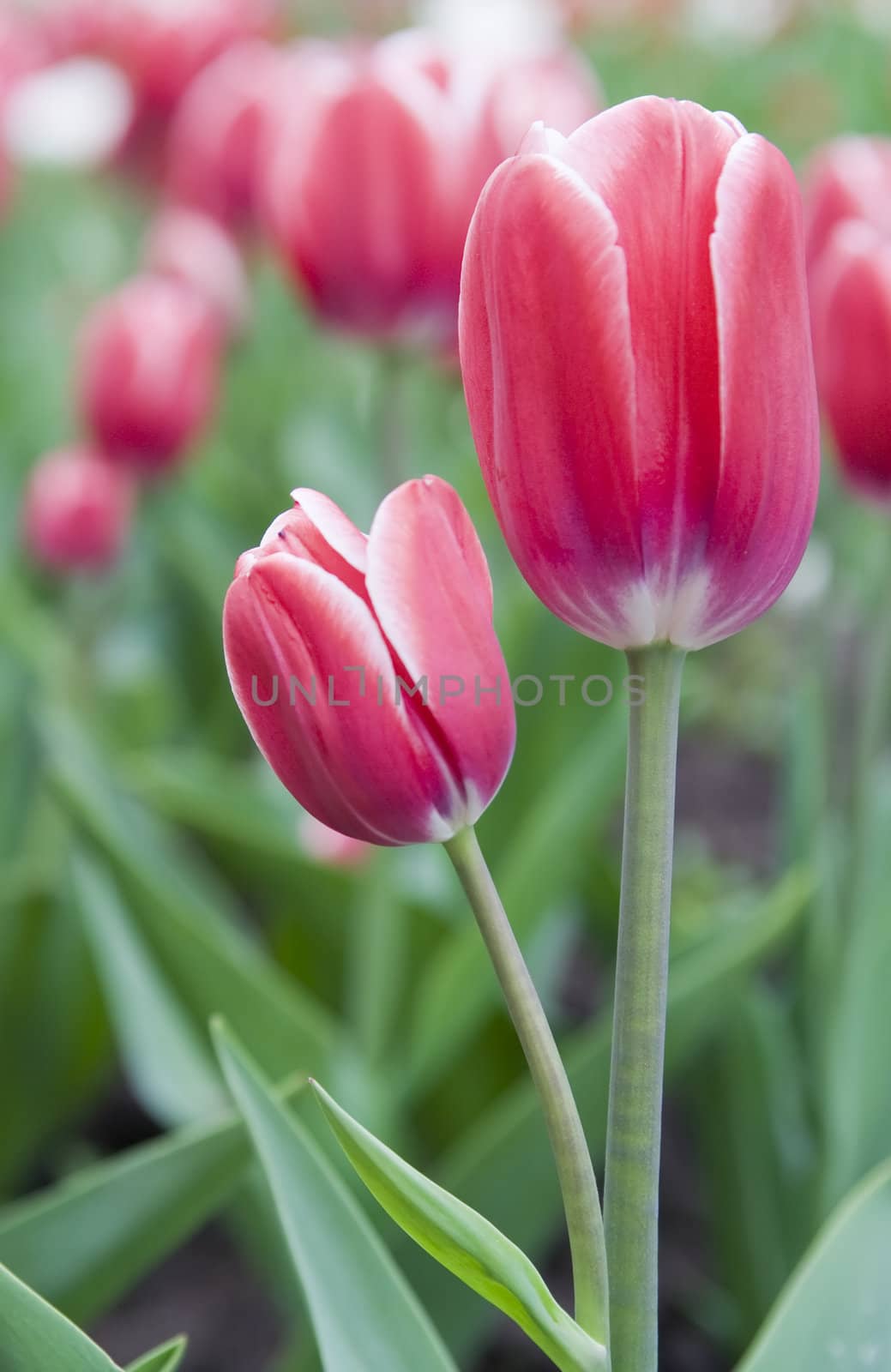 Close up image of pink tulips. Selective focus
