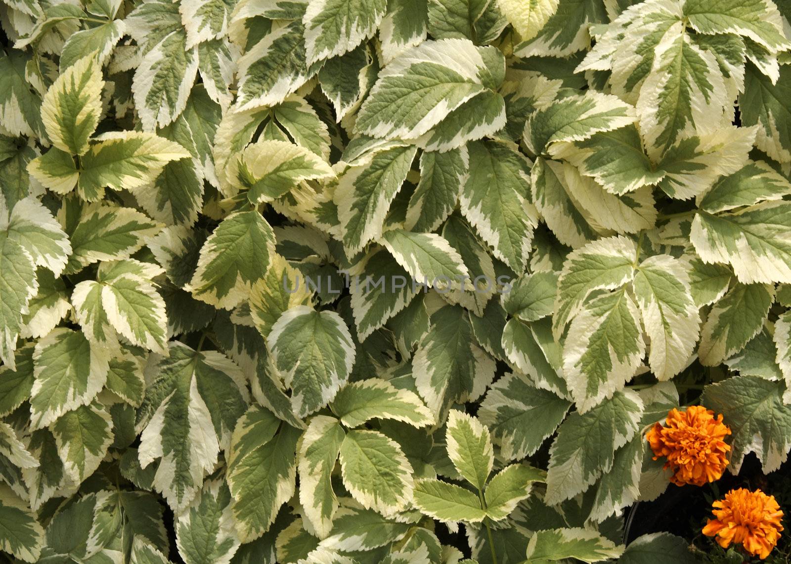 White-green leaves and two orange flowers by serpl