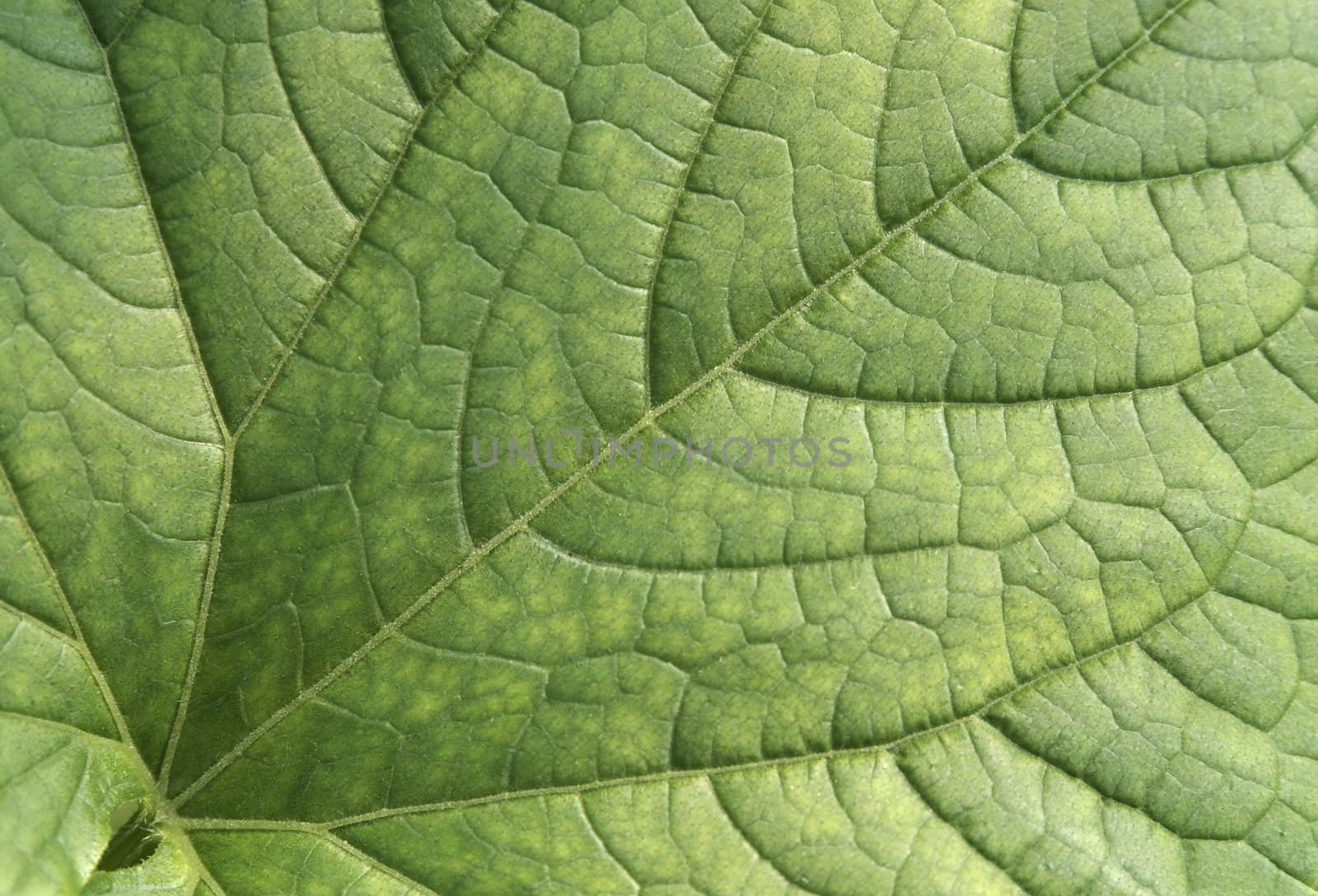 Green leaf texture. Can be used as background