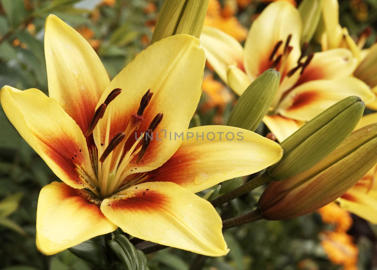 Yellow-red  beautiful lily in a garden by serpl