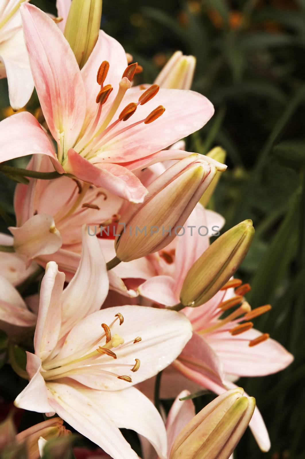 Beautiful pink lilies in a garden