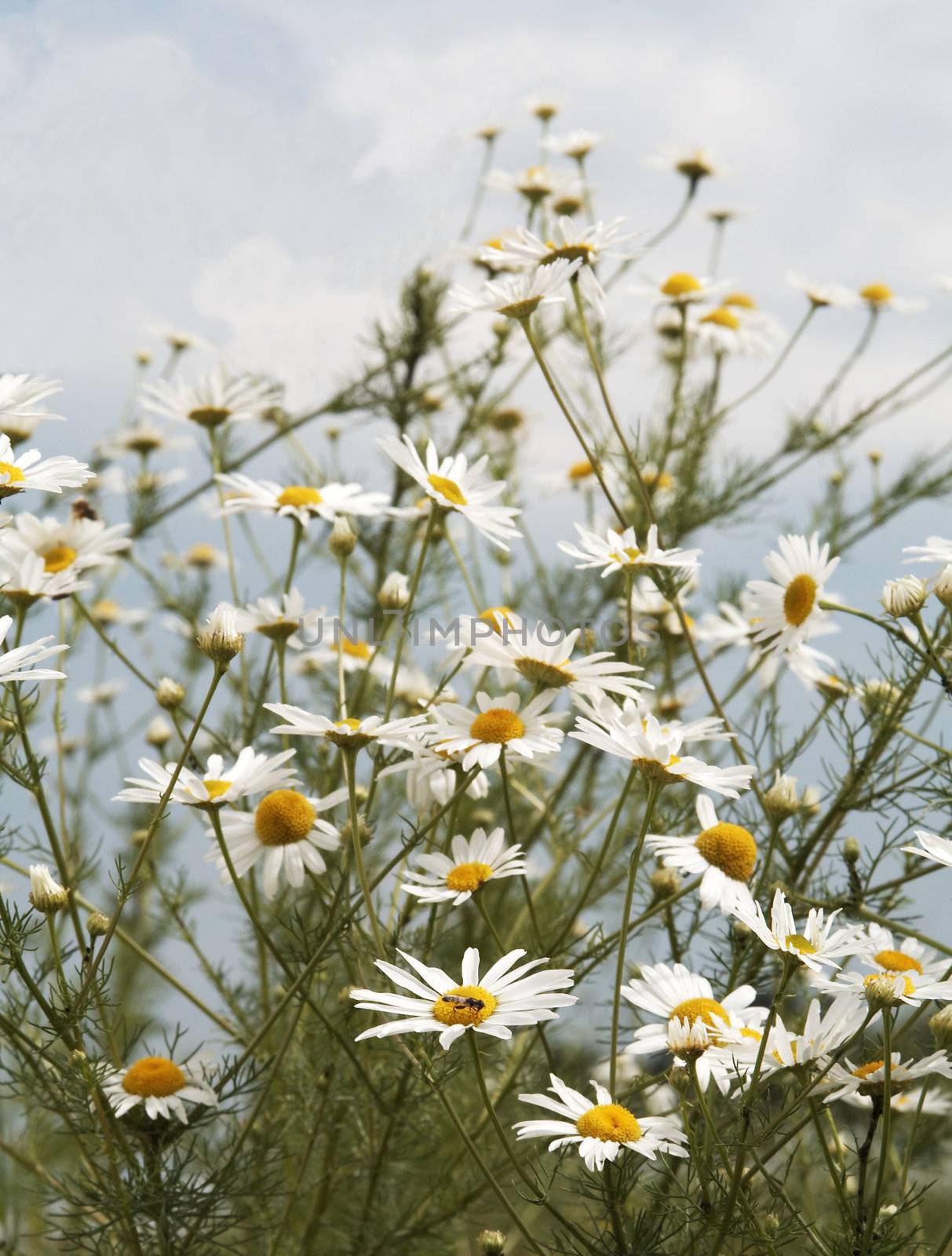 White daisies on blue sky background