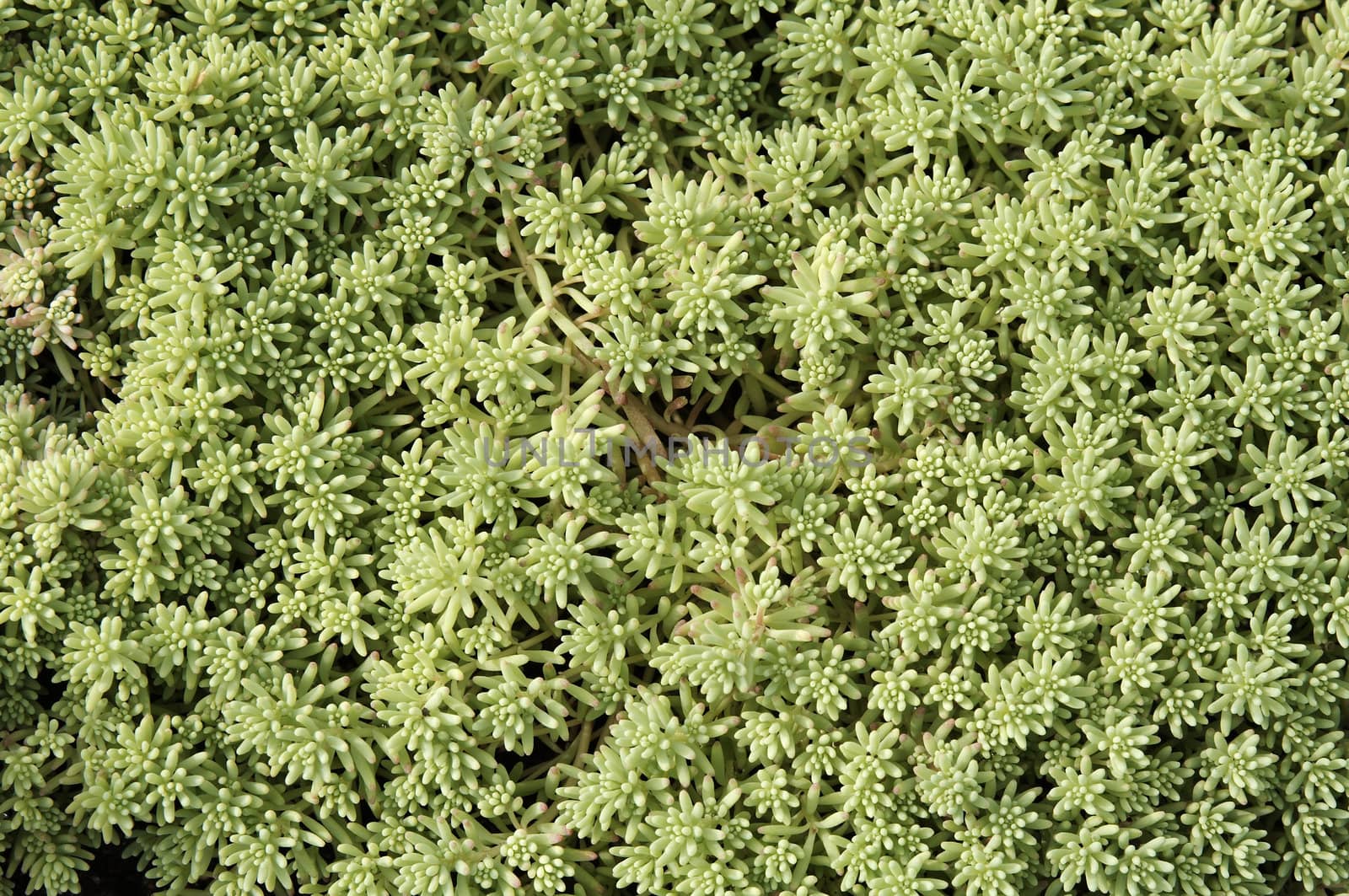 Close-up of moss texture. Background by serpl