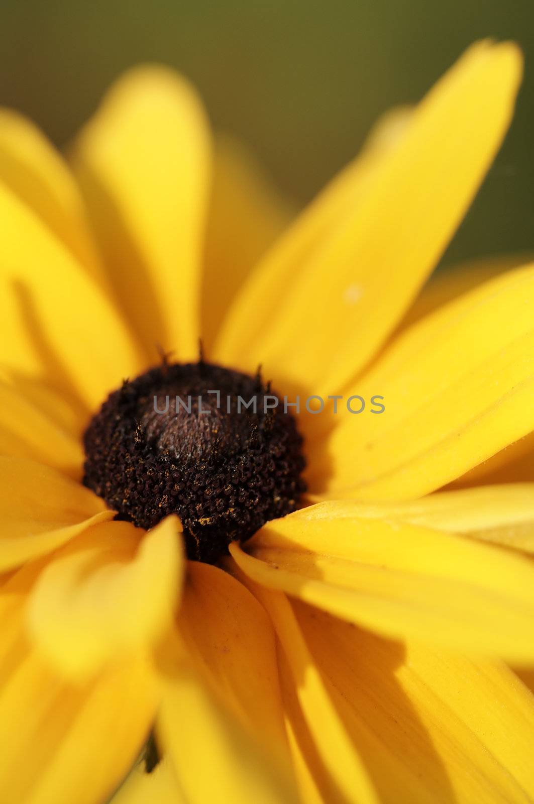 Closeup of yellow black-eyed susan flower. Selective focus