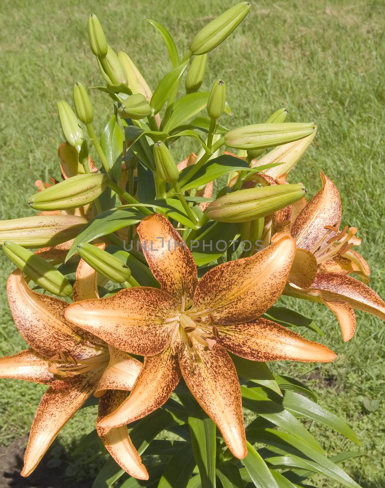 Variegated lilly in the sunlight in summer day
