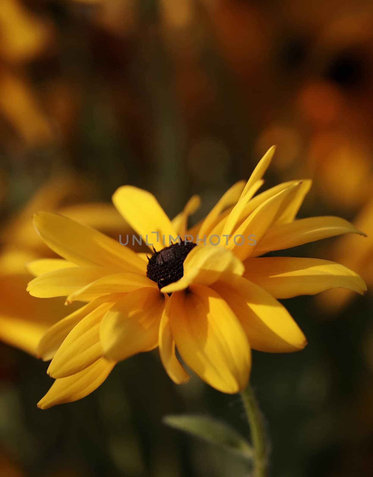 Yellow Rudbeckia by serpl