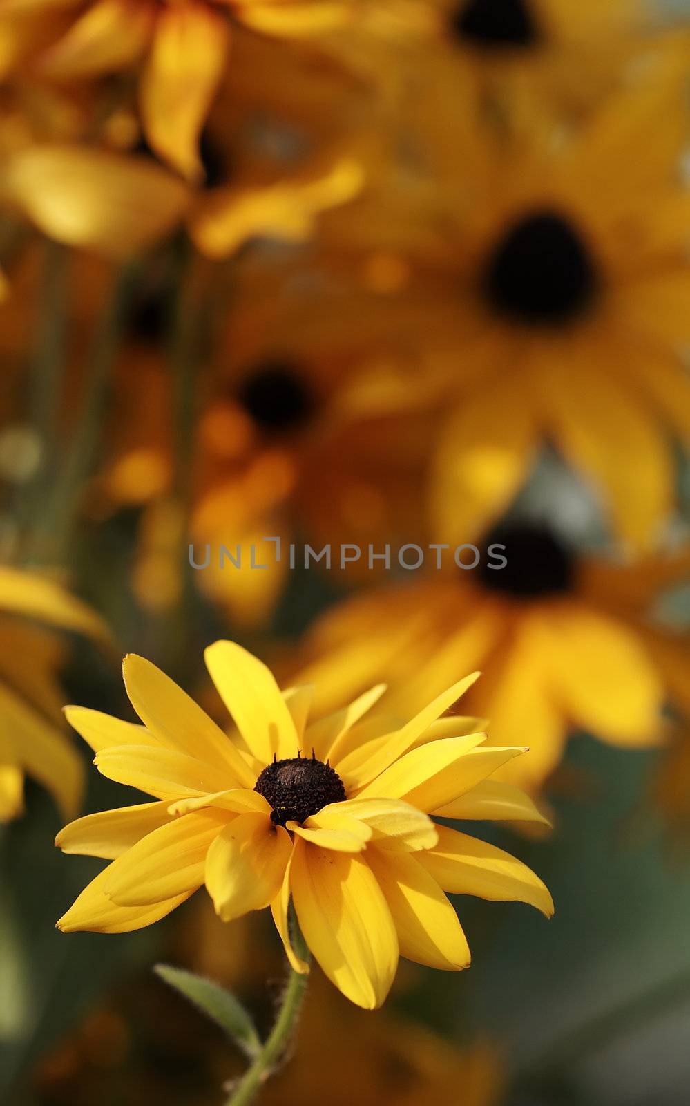 Yellow rudbeckia in a garden. Selective focus by serpl