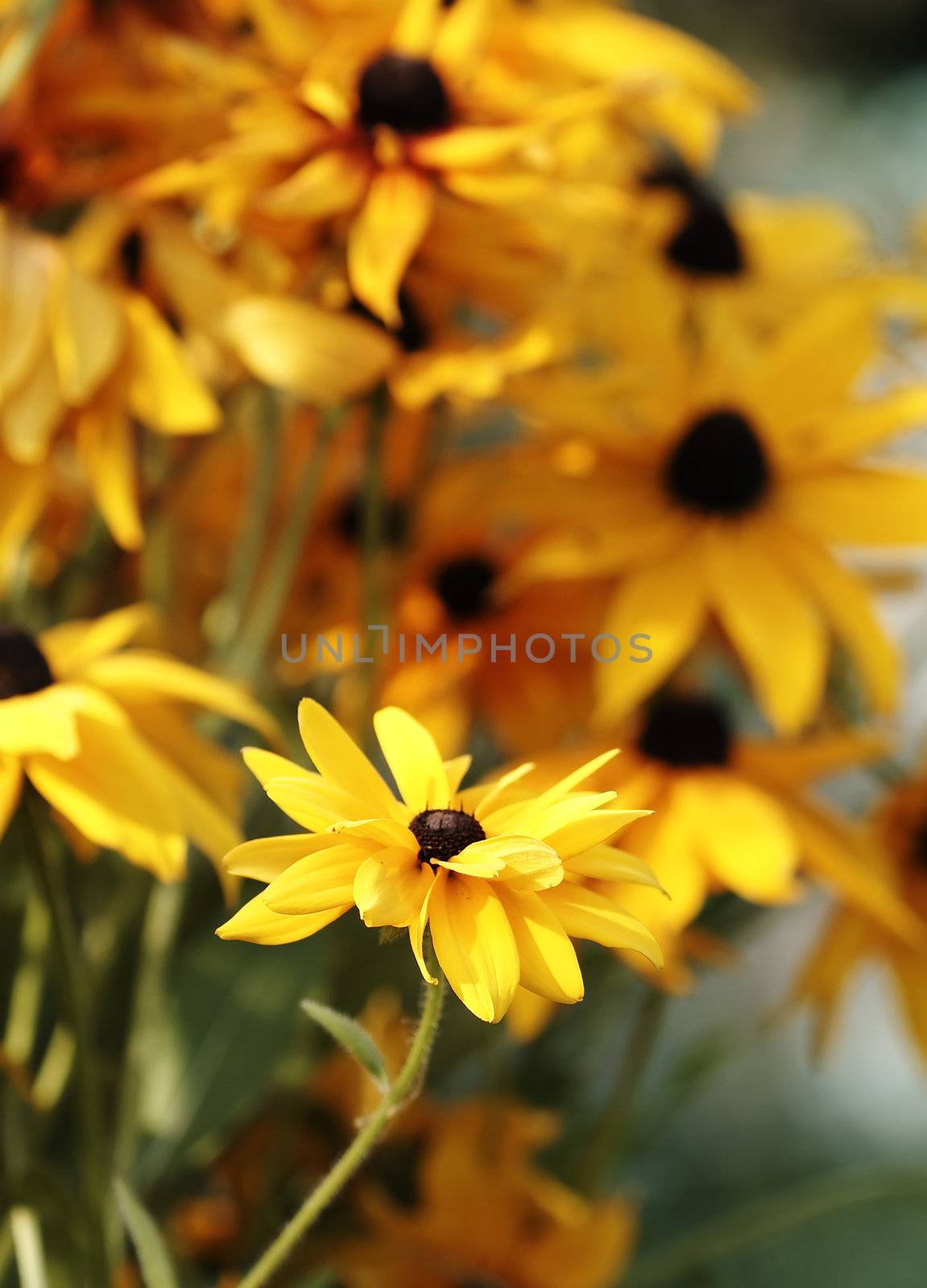 Bush of black-eyed susan with focus on front flower by serpl