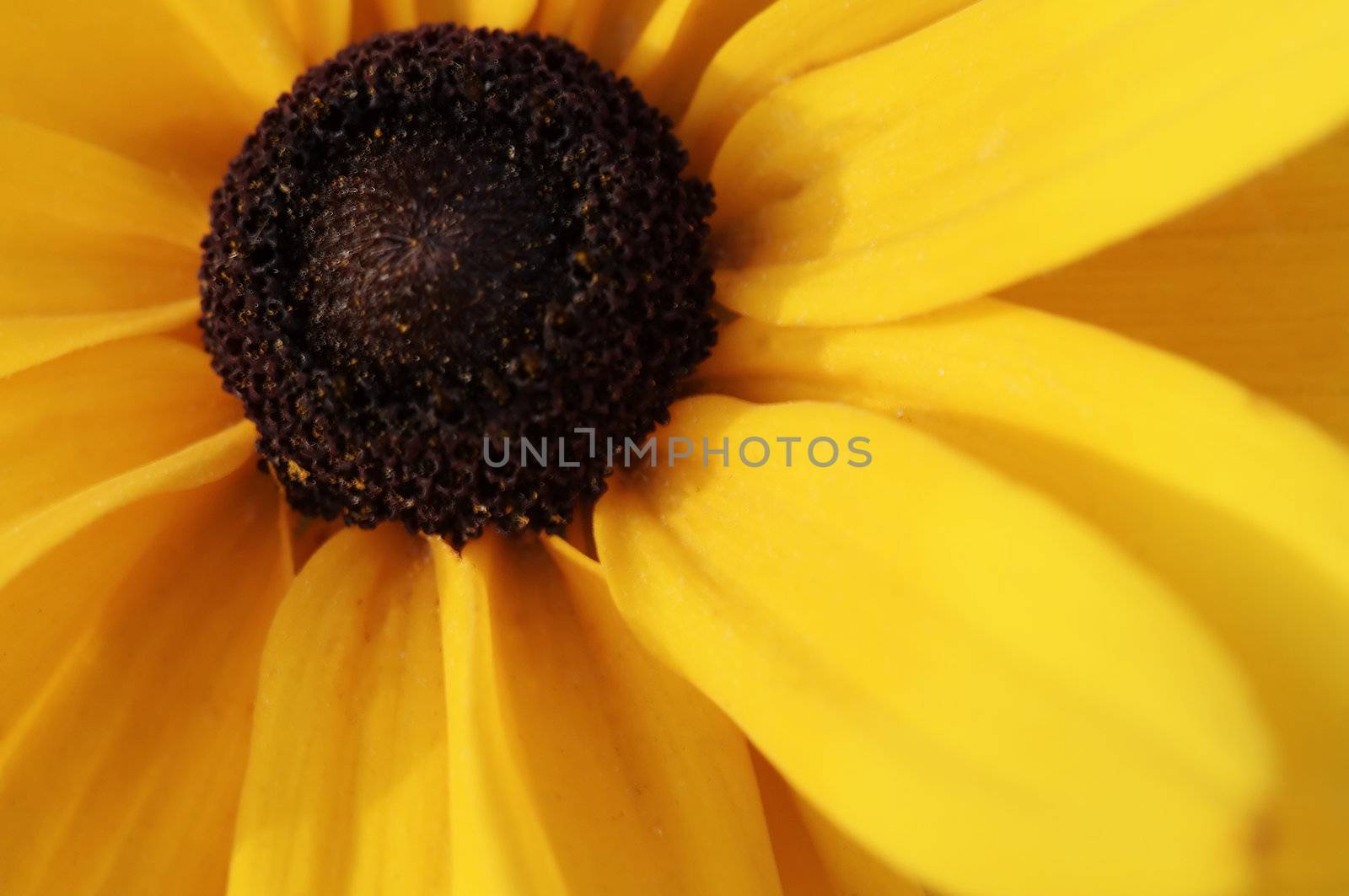 Macro shot of yellow black-eyed susan flower. Shallow focus