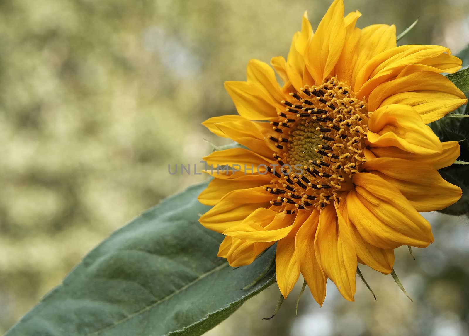 Beautiful sunflower in the sunlight