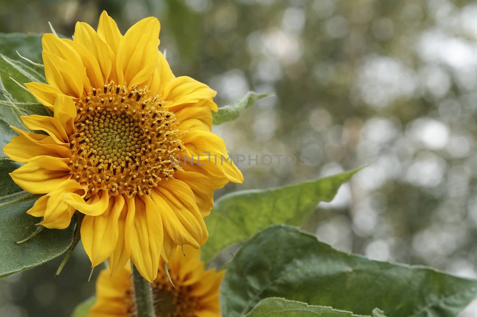 Beautiful sunflower by serpl