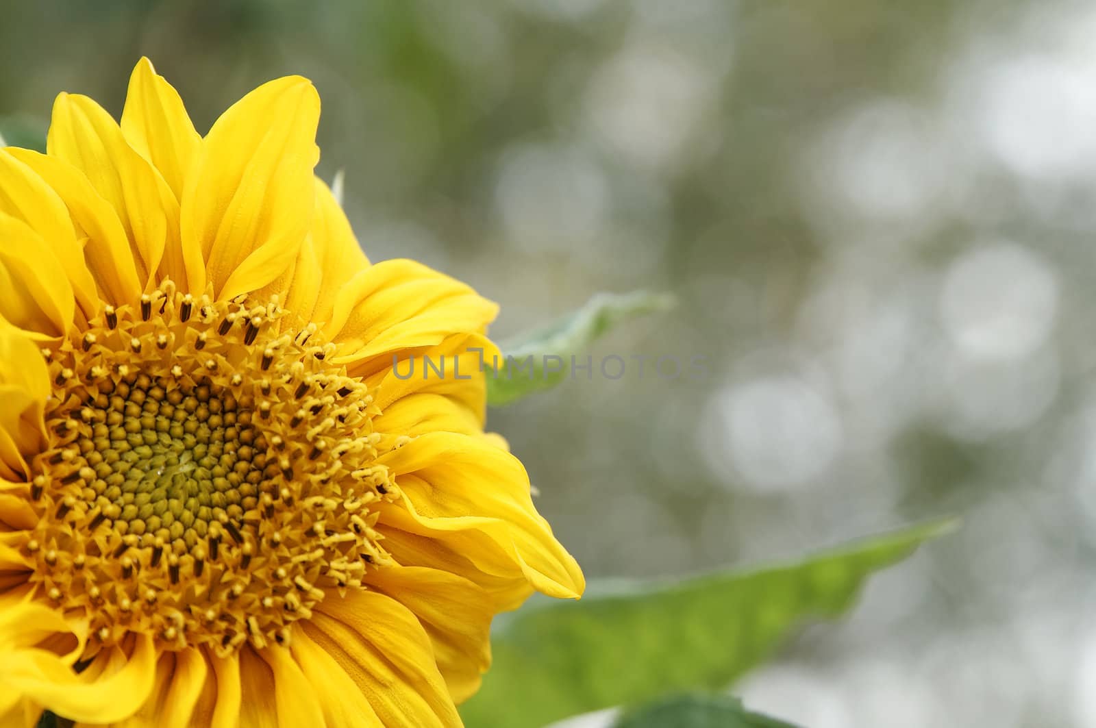 Sunflower by serpl