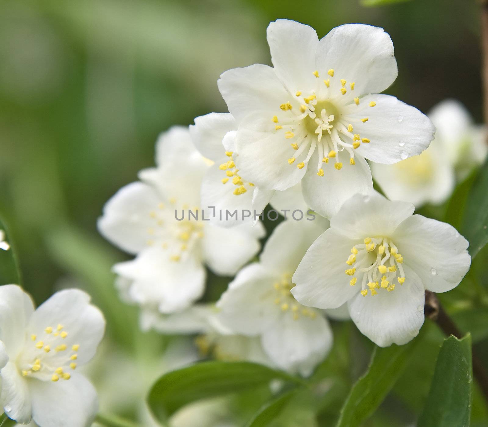 Macro shot of jasmine flower with dew drops. Selective focus. Shallow depth of field
