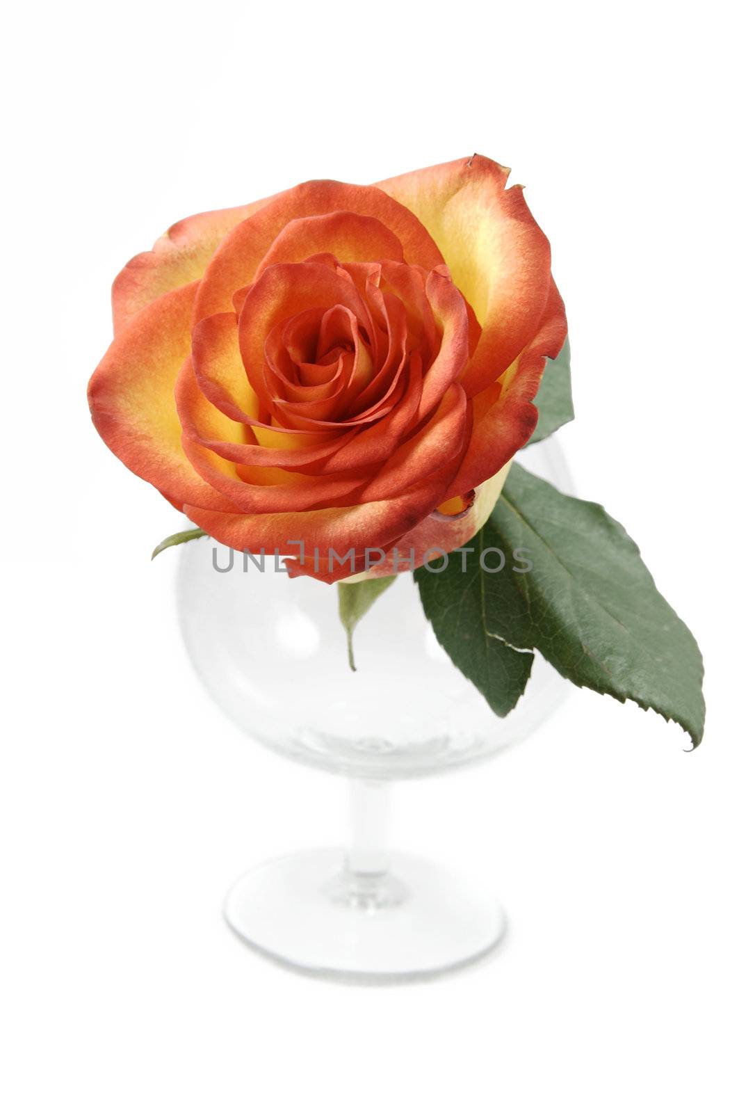 Beautiful rose in glass isolated over white background
