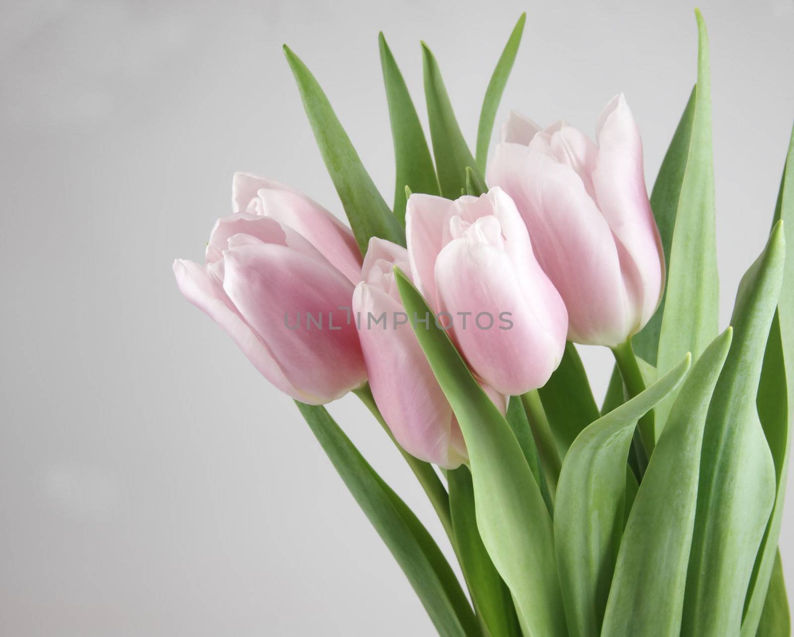 Pinky-white tulips by serpl