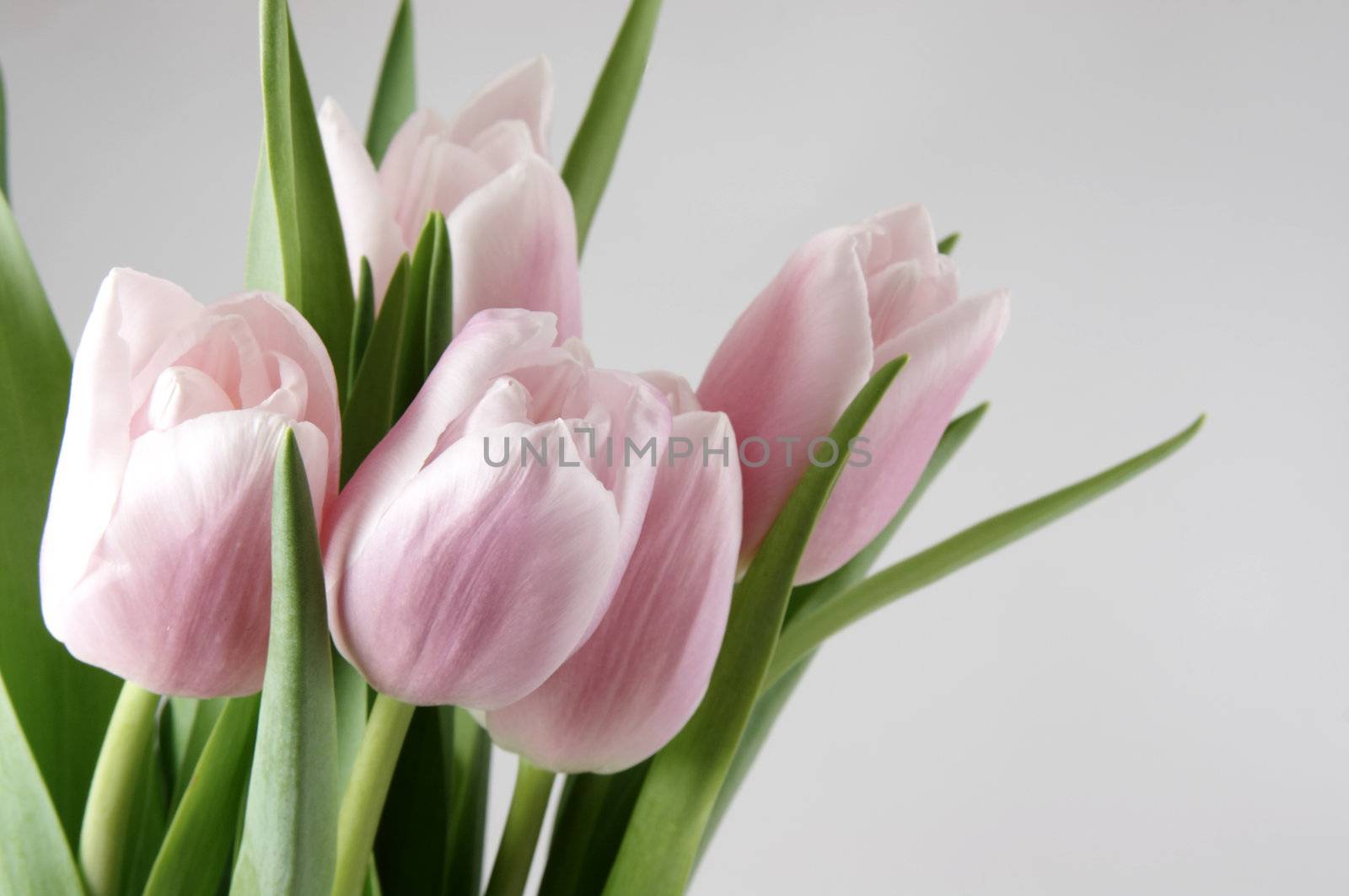 Close-up image of pinky-white tulips isolated on grey background