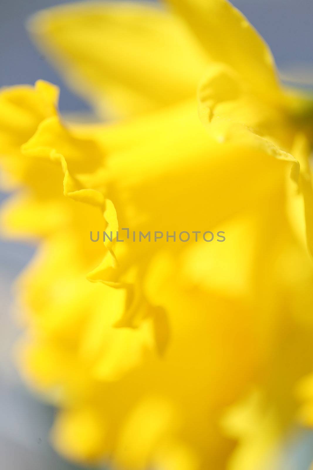 Closeup of beautiful yellow daffodil