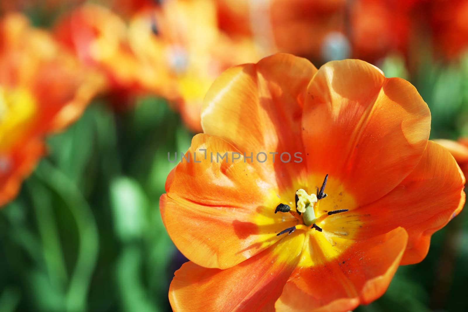 Orange tulips in summer sunshine by jarenwicklund