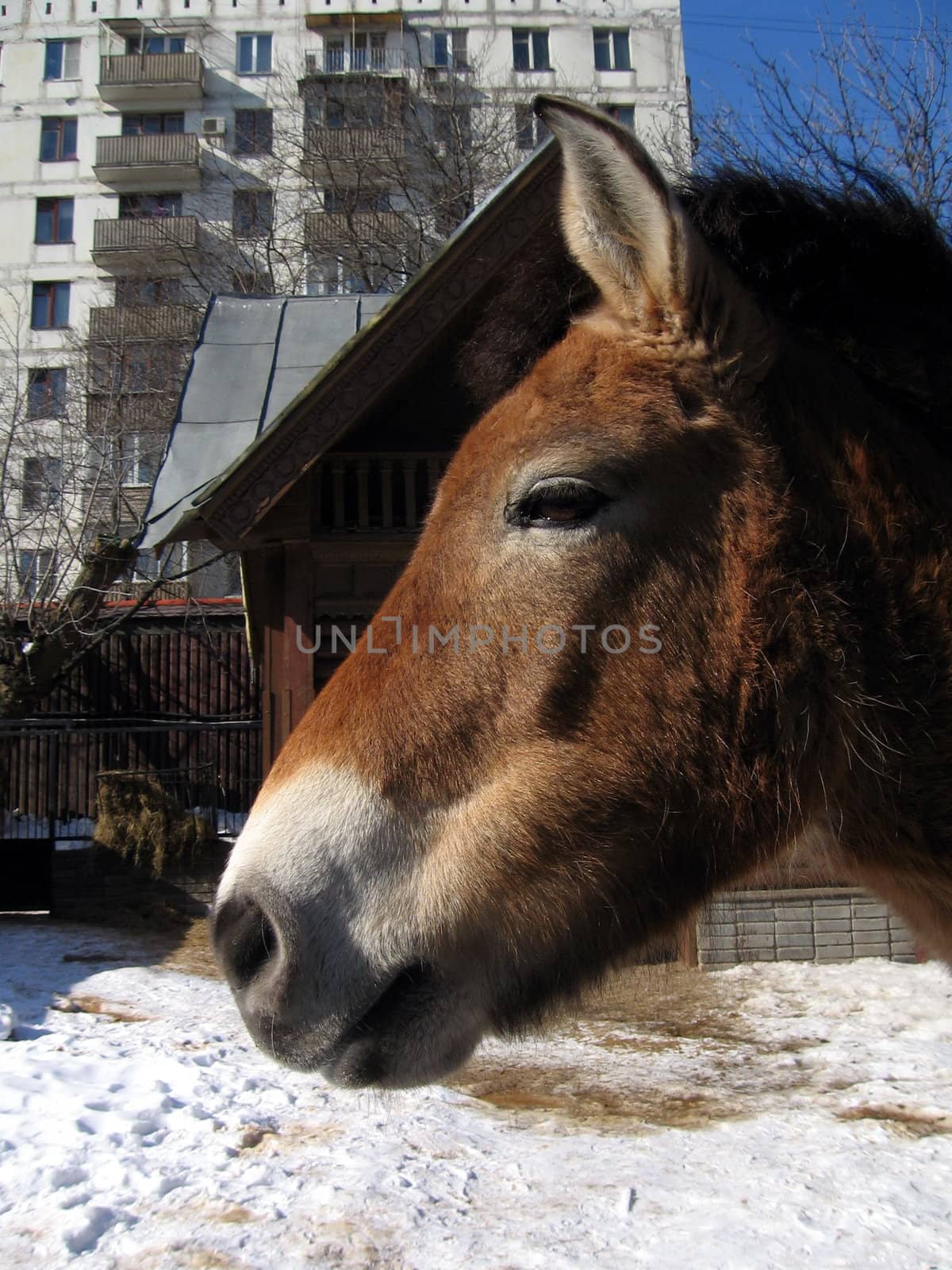 Head of brown horse in Moscow zoo