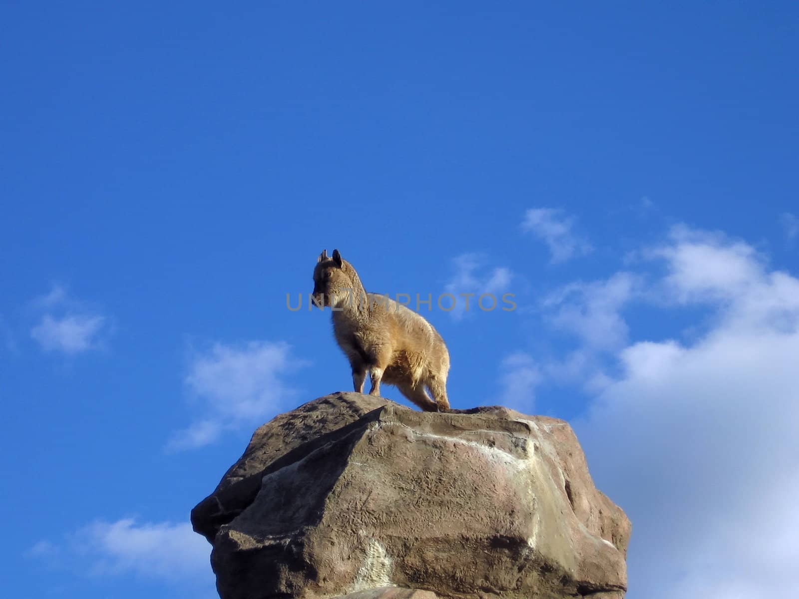 Cute goat stays on the stone mountain on a background of blue sky