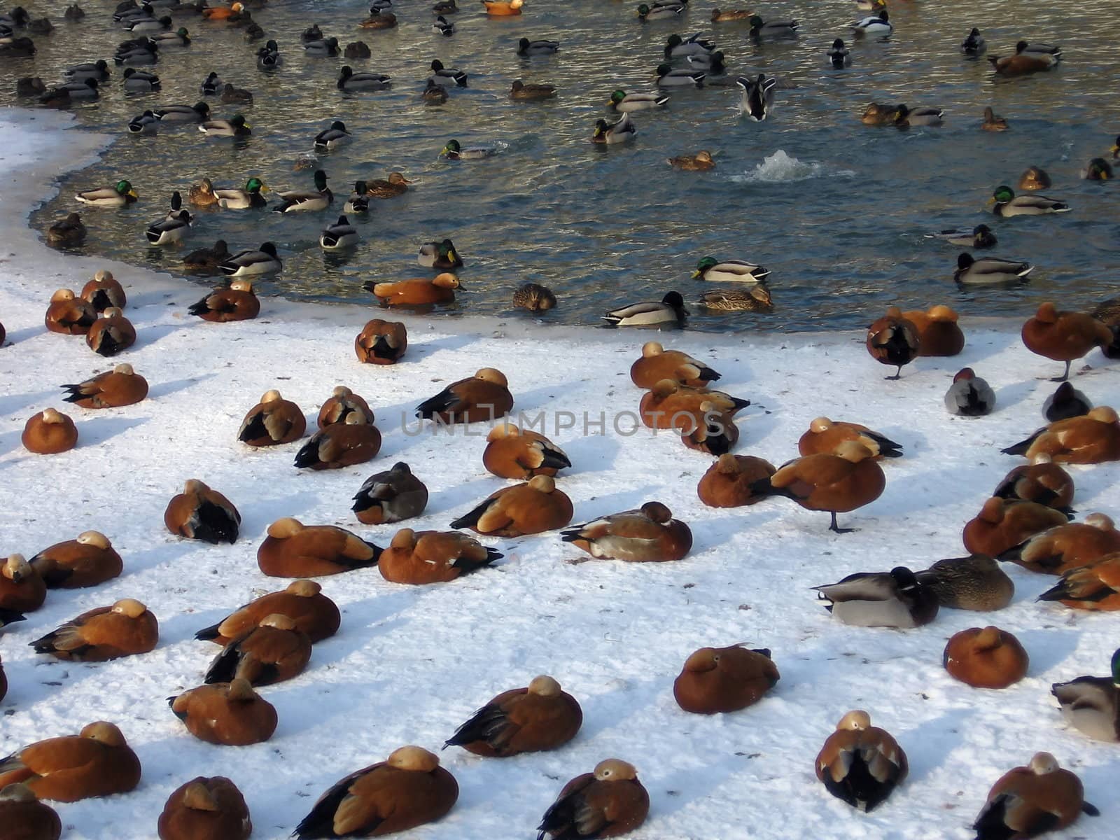 Ducks on pond by tomatto