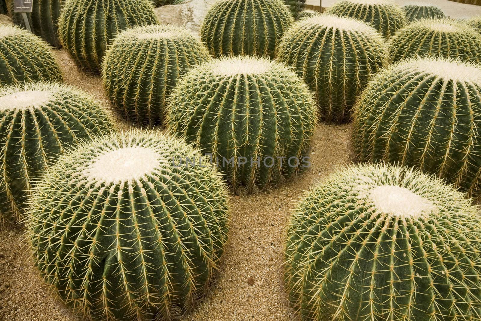 Cactus garden  by cozyta