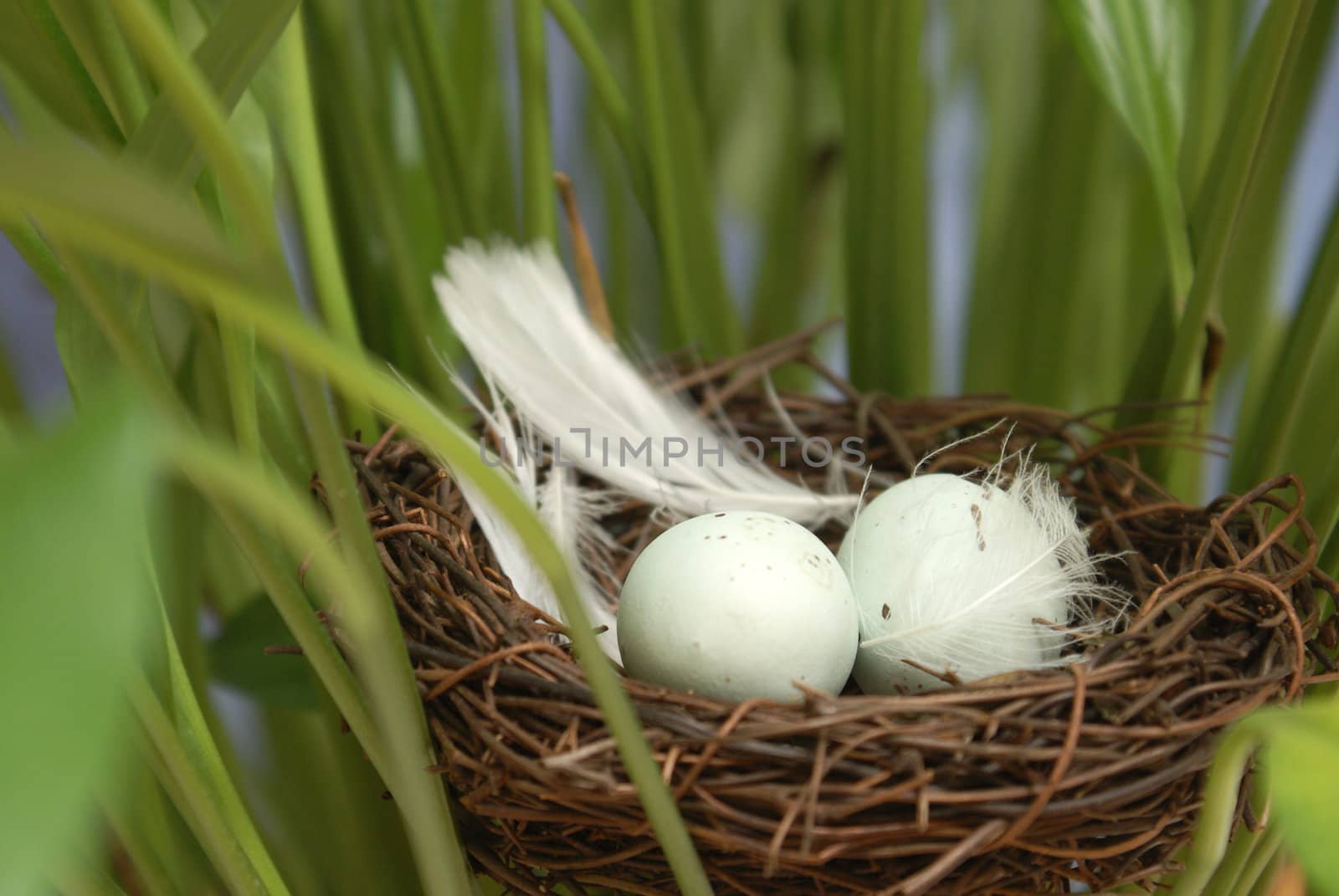 A macro shot of a bird's nest in some foliage. 