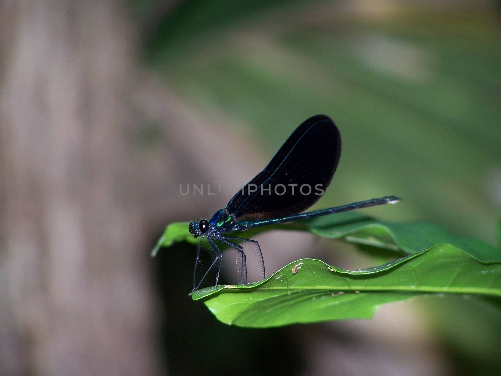 This guy sat there for the longest as if he was possing for me because it did take a few attempts before I captured This shot.