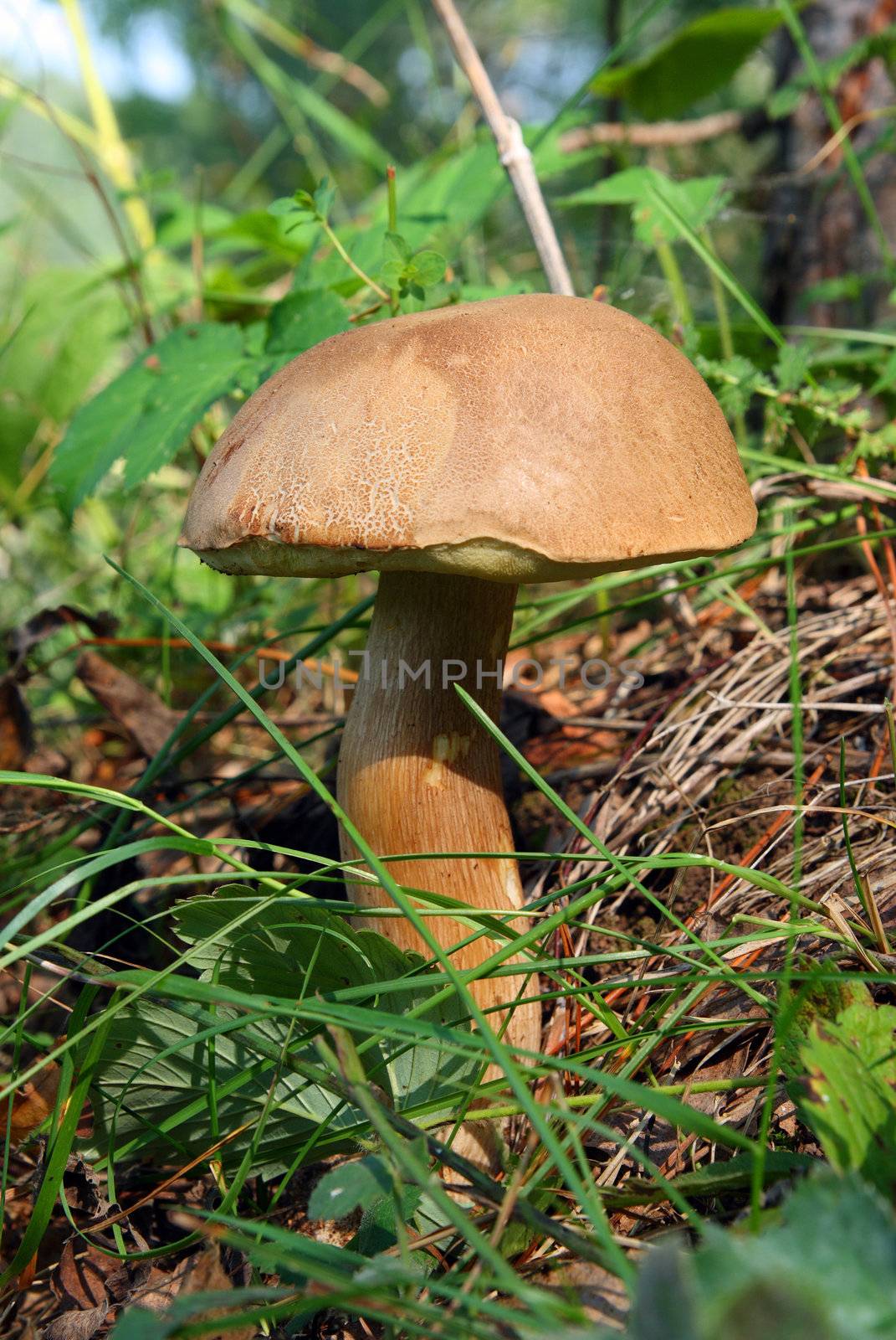 mushroom in green grass close-up