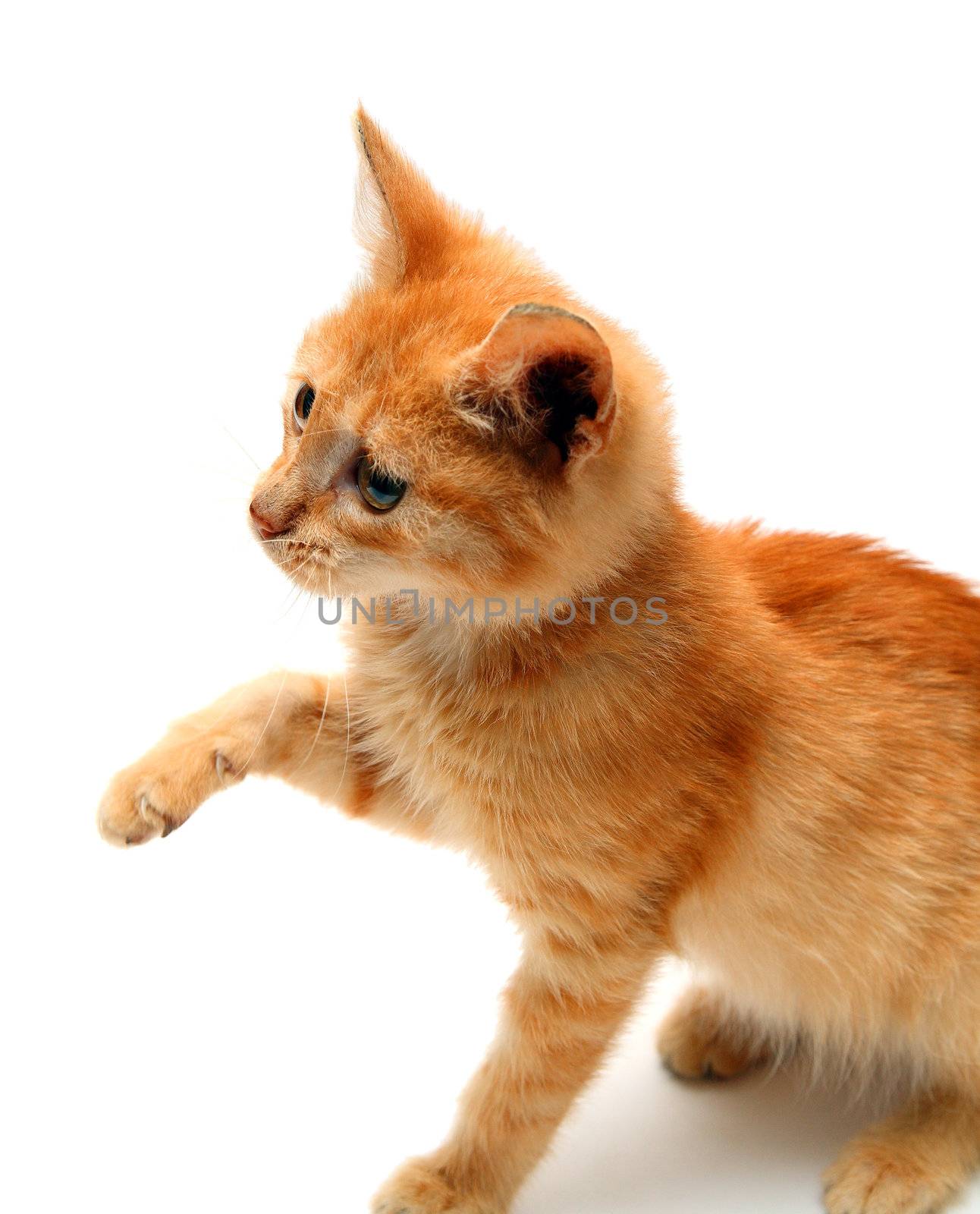 playful red small cat isolated on white