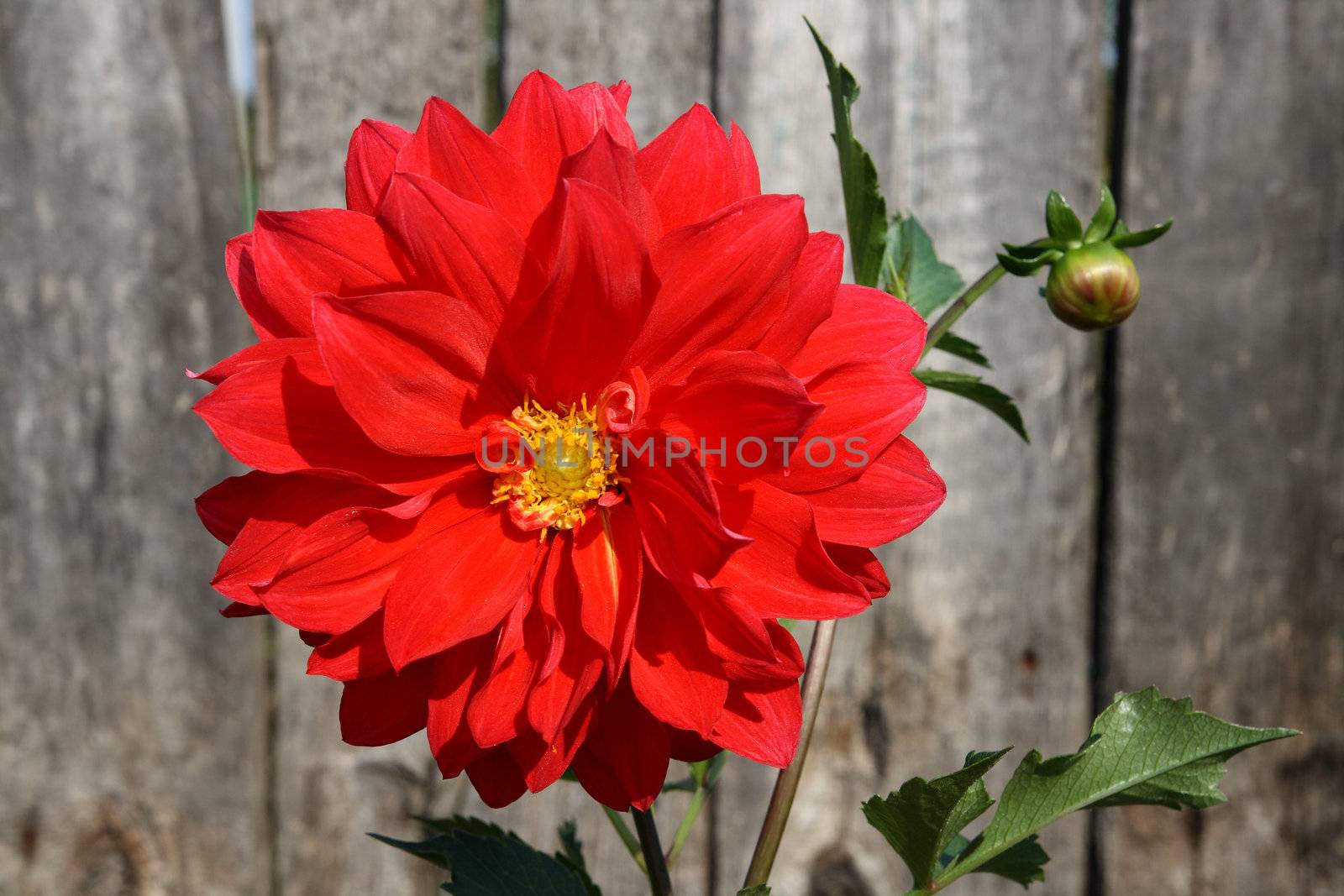 red bright dahlia flower on old wooden planks background
