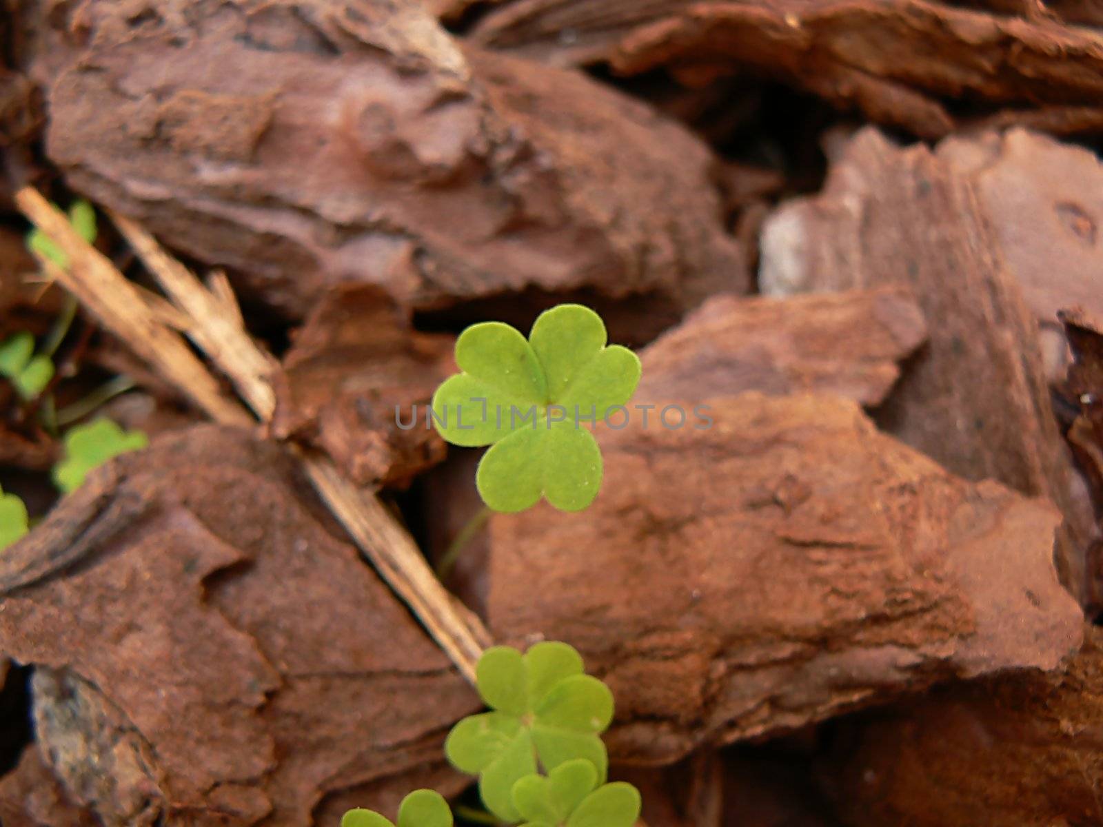 landscape and clover