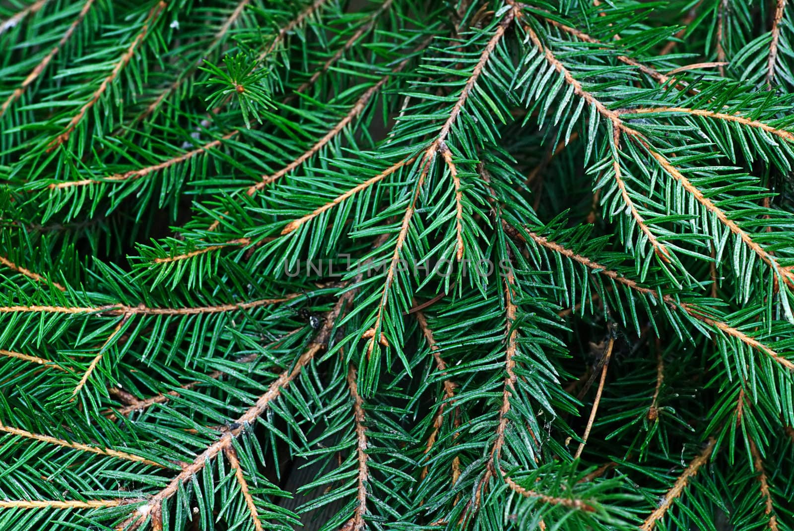 green twig fir tree as wallpaper and background