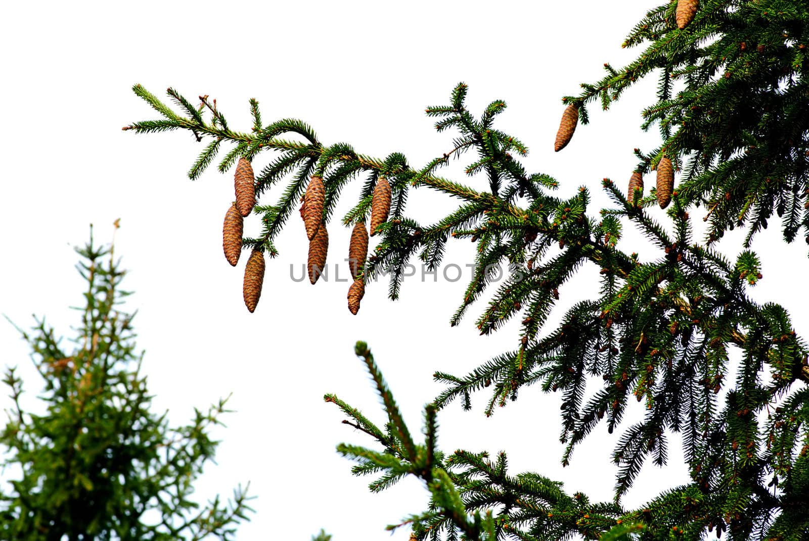 fir tree with cones in autumn on sky-blue