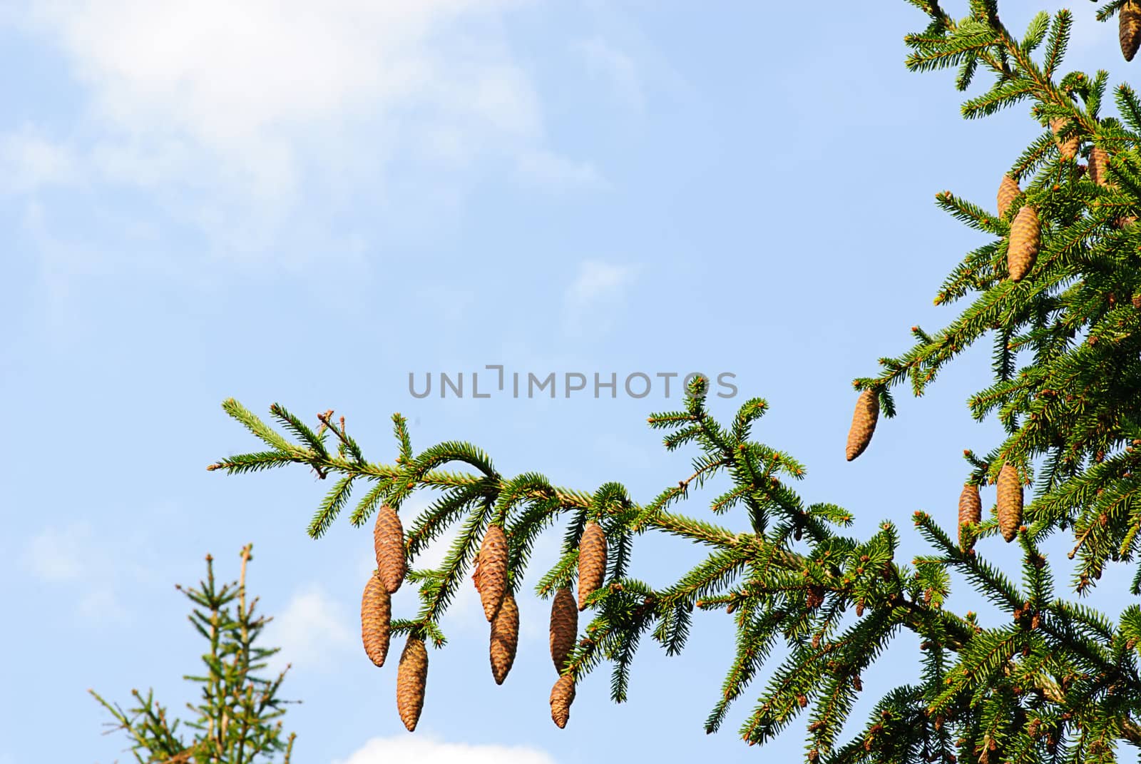 fir tree with cones in autumn on sky-blue