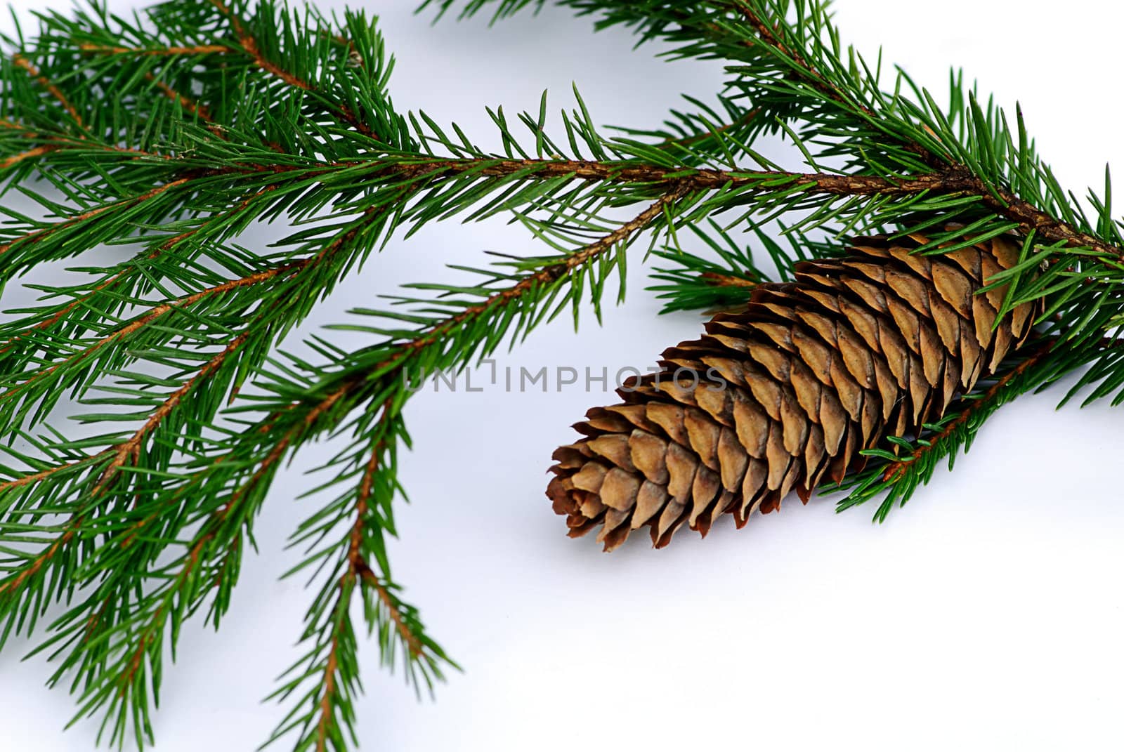 green branch fir tree with pinecone isolated