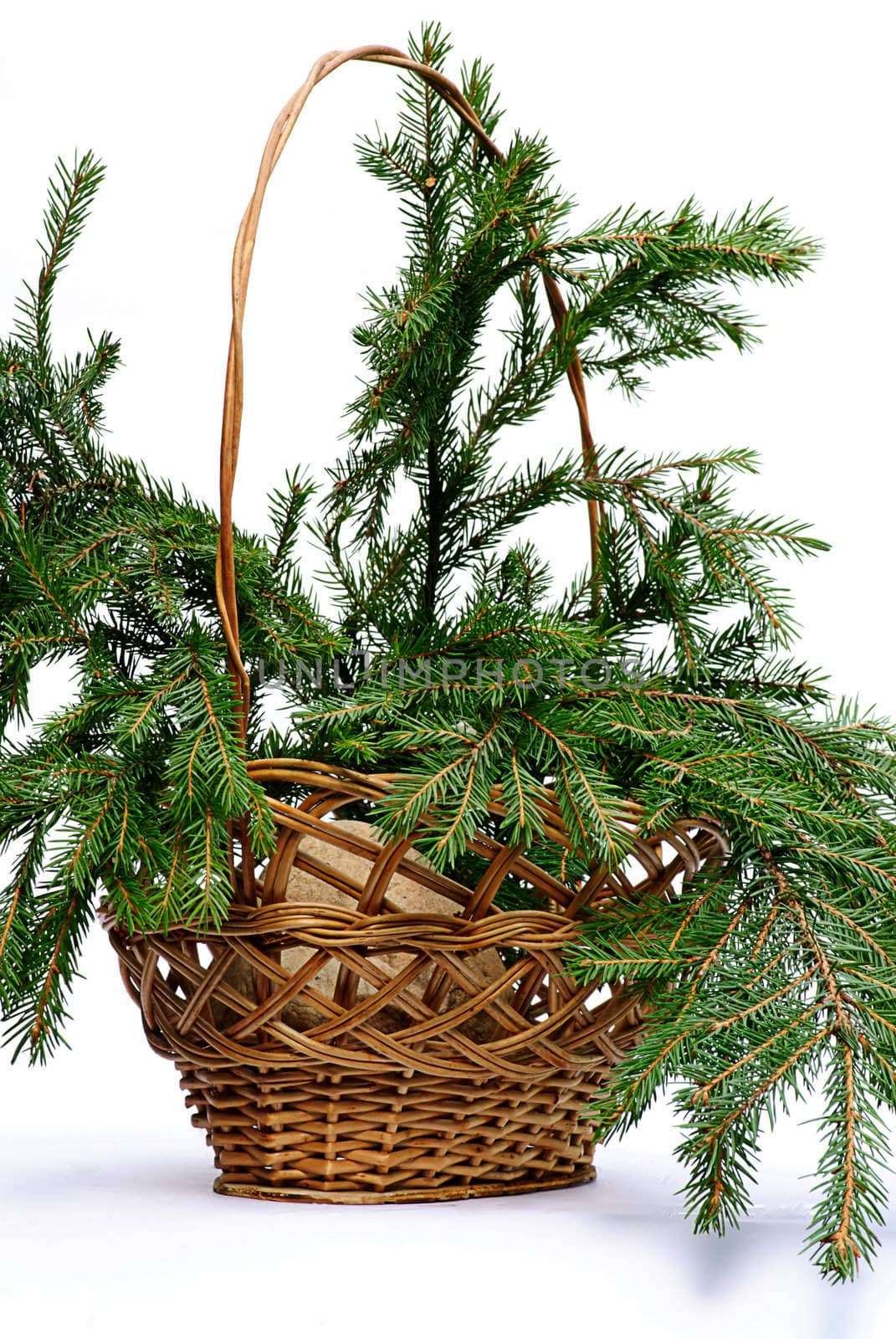 green branch fir tree in wooden  basket isolated