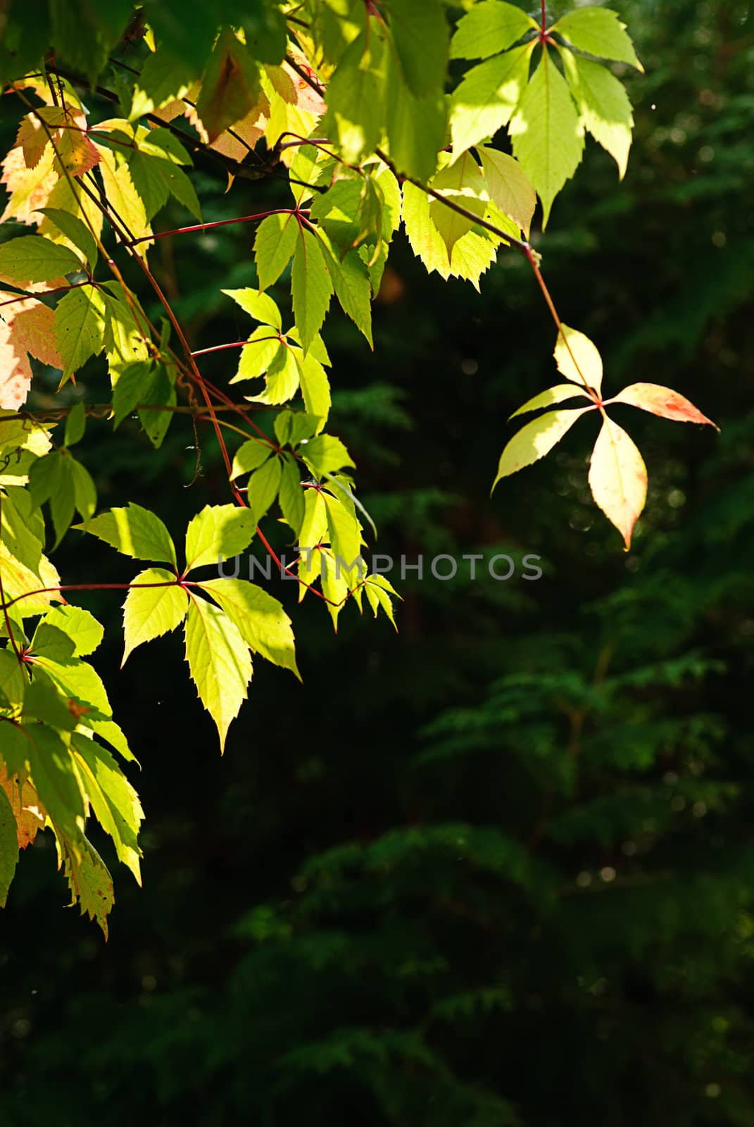 green freshness foliage in summer garten closeup