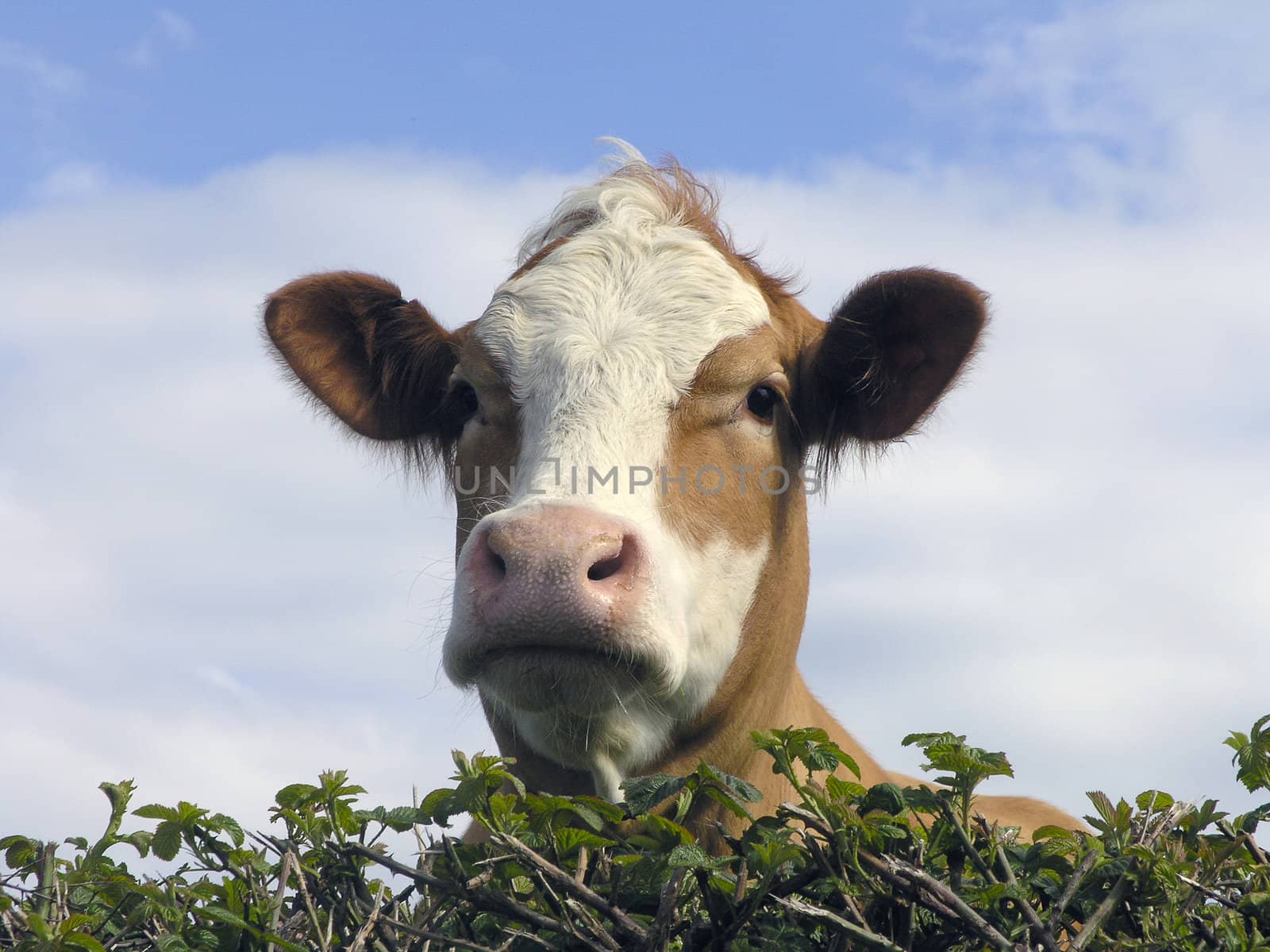 Close up of dairy cow looking over hedge